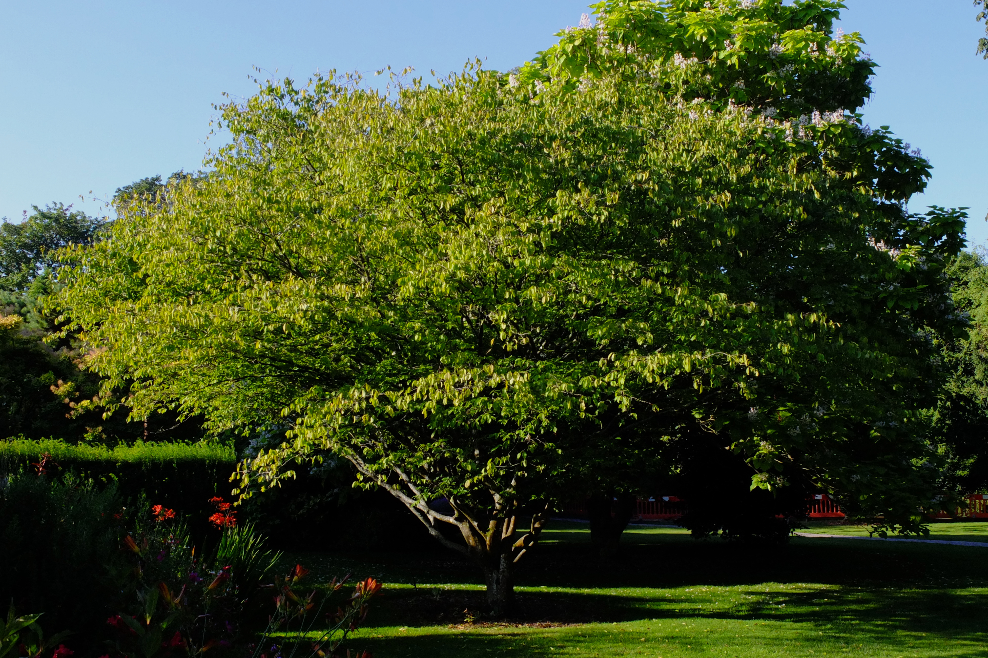 full-size image