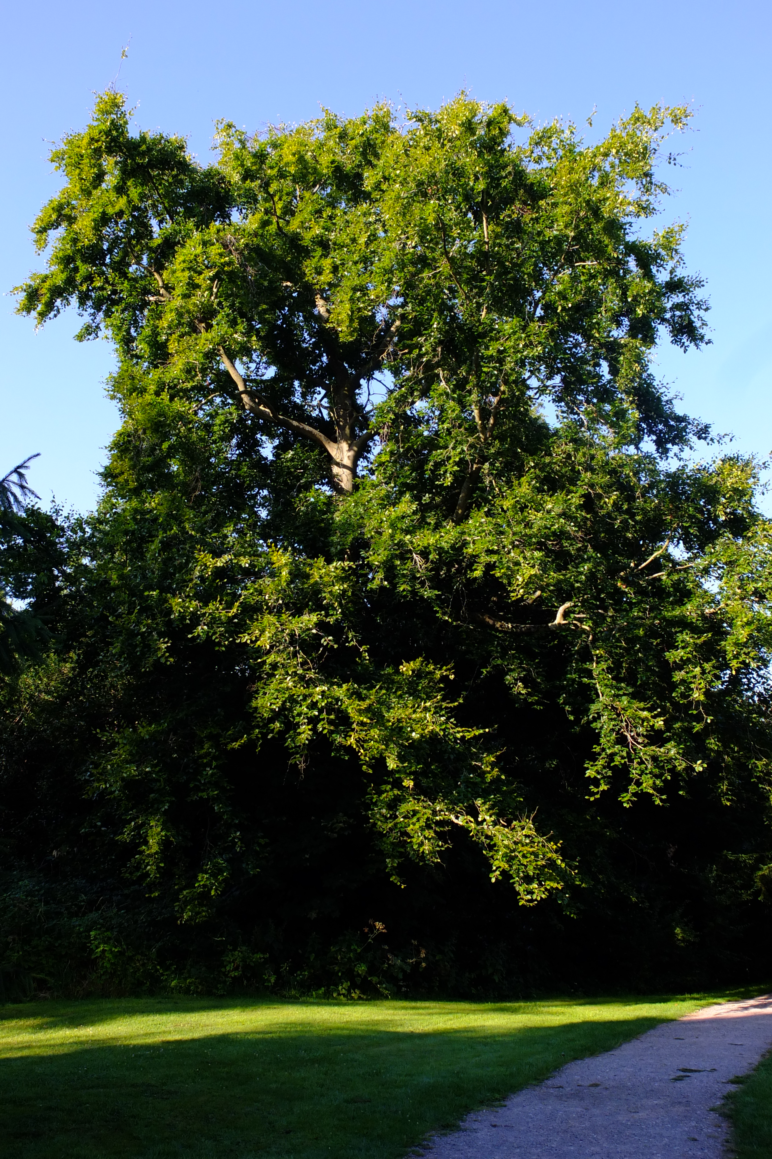 full-size image