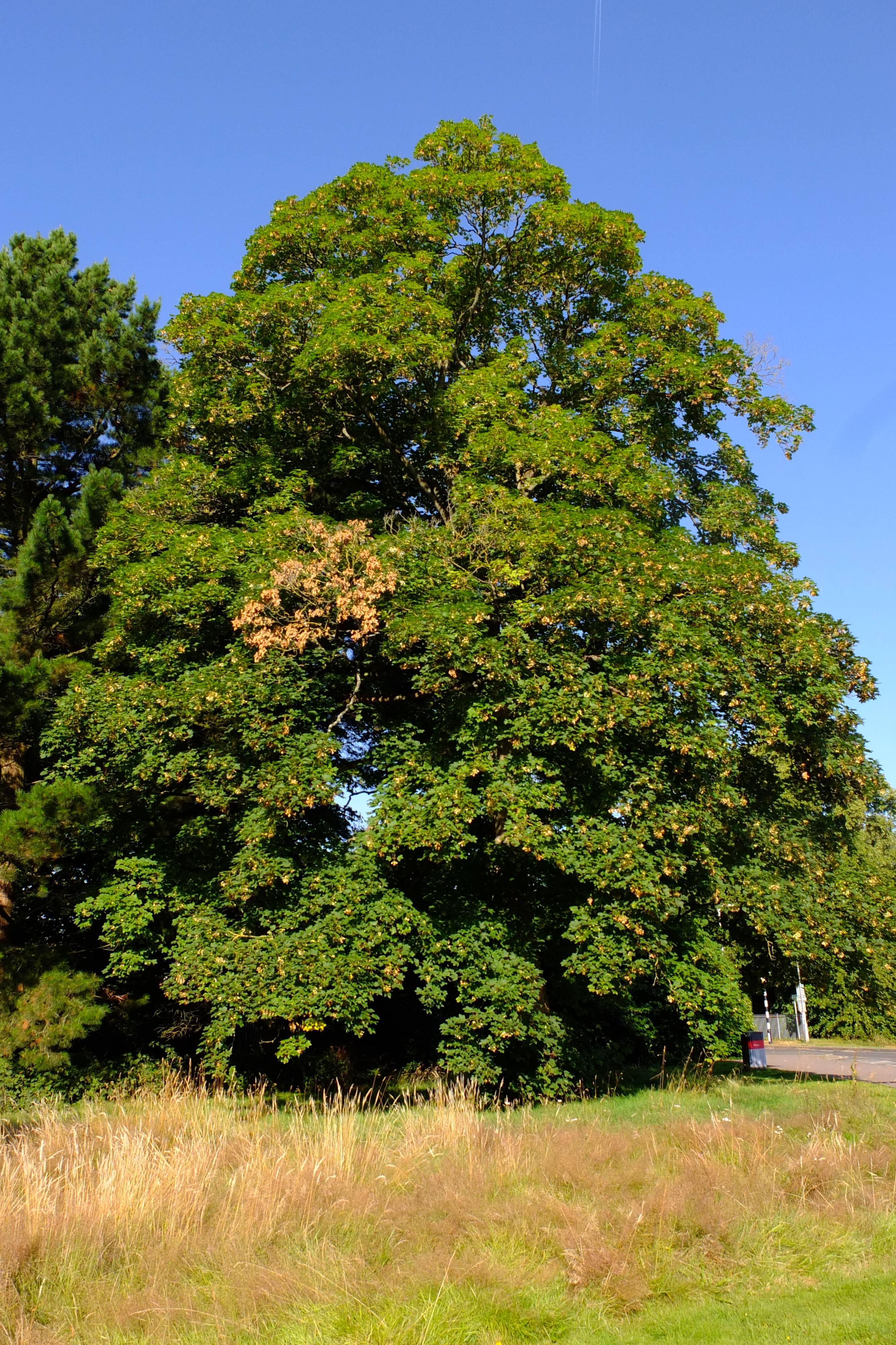 full-size image