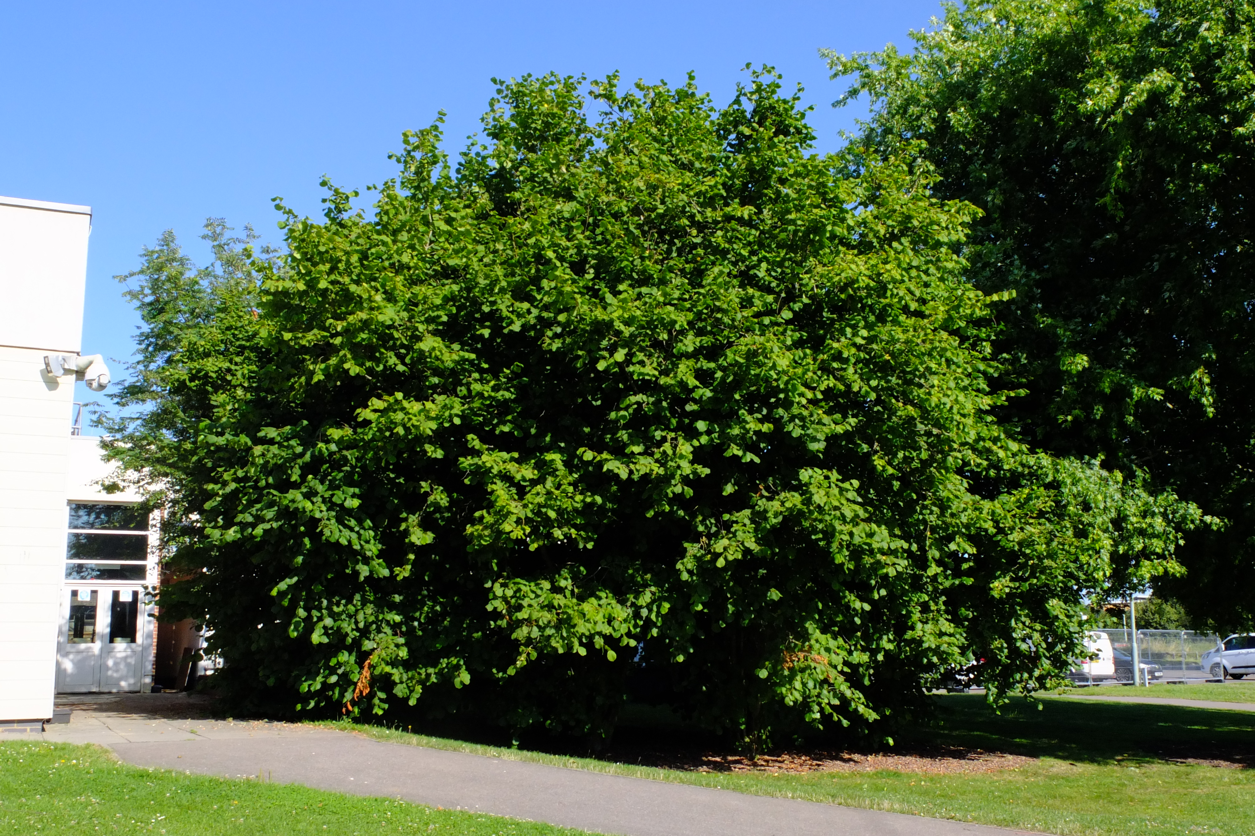 full-size image