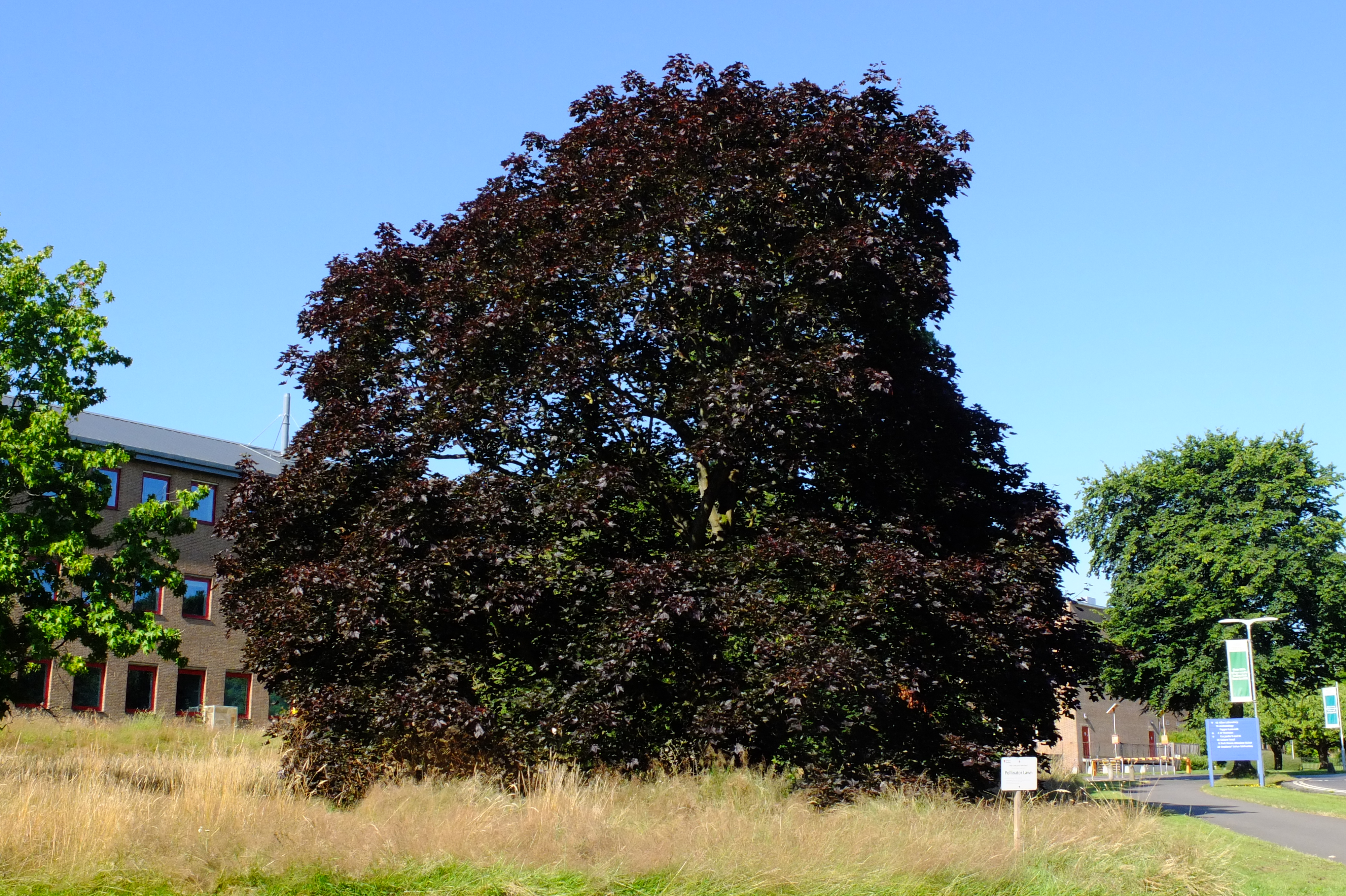 full-size image