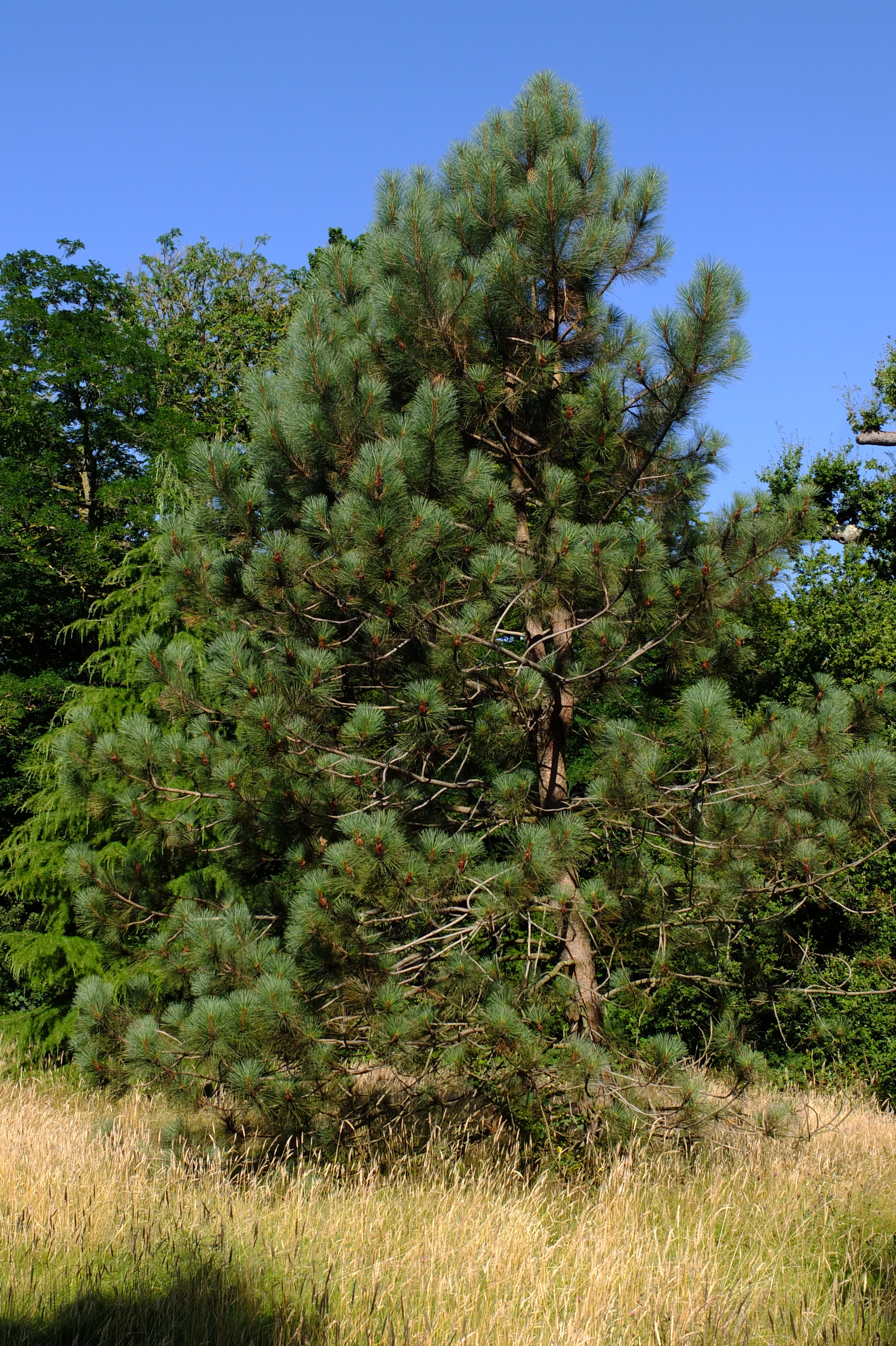 full-size image