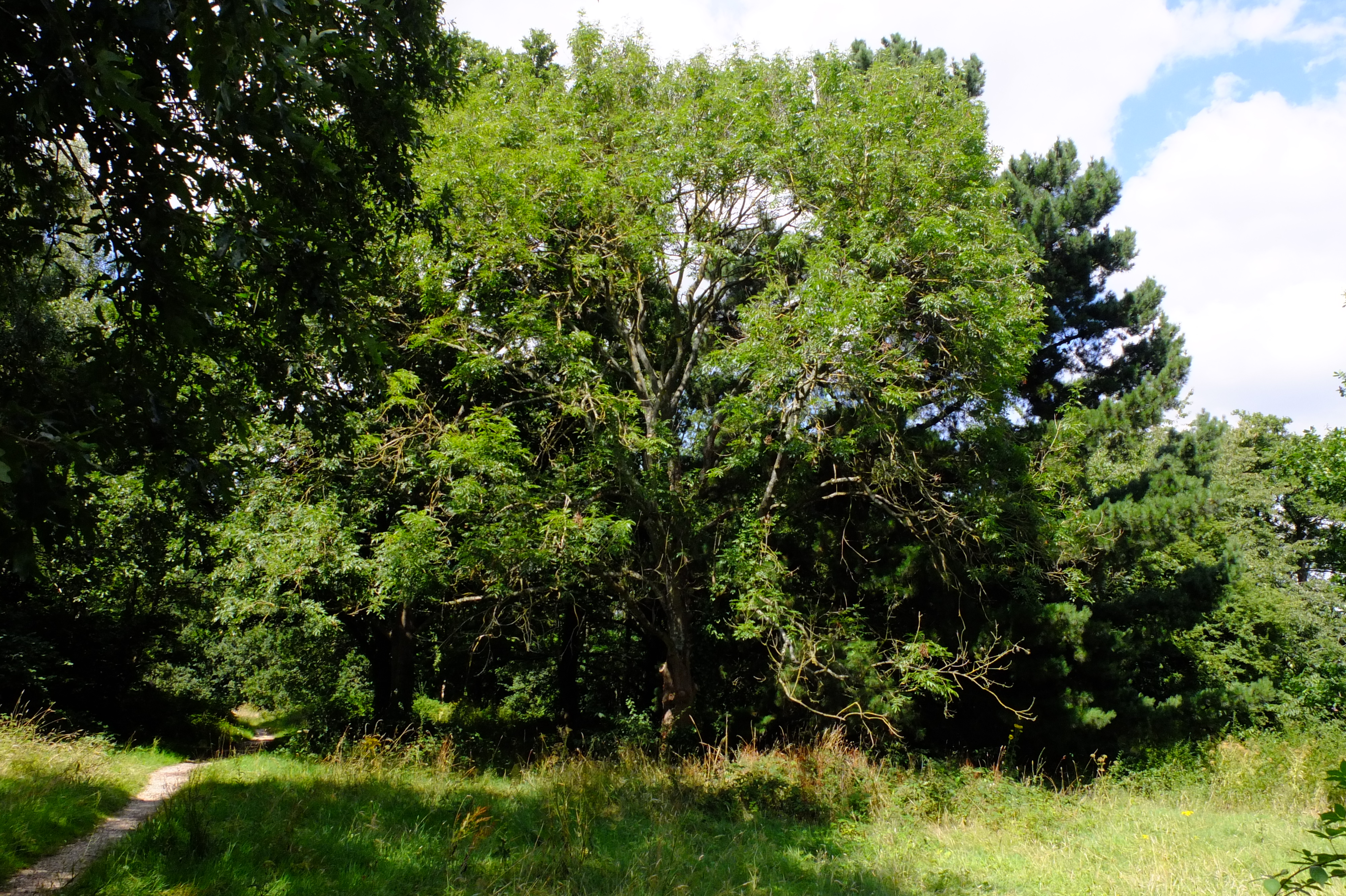 full-size image