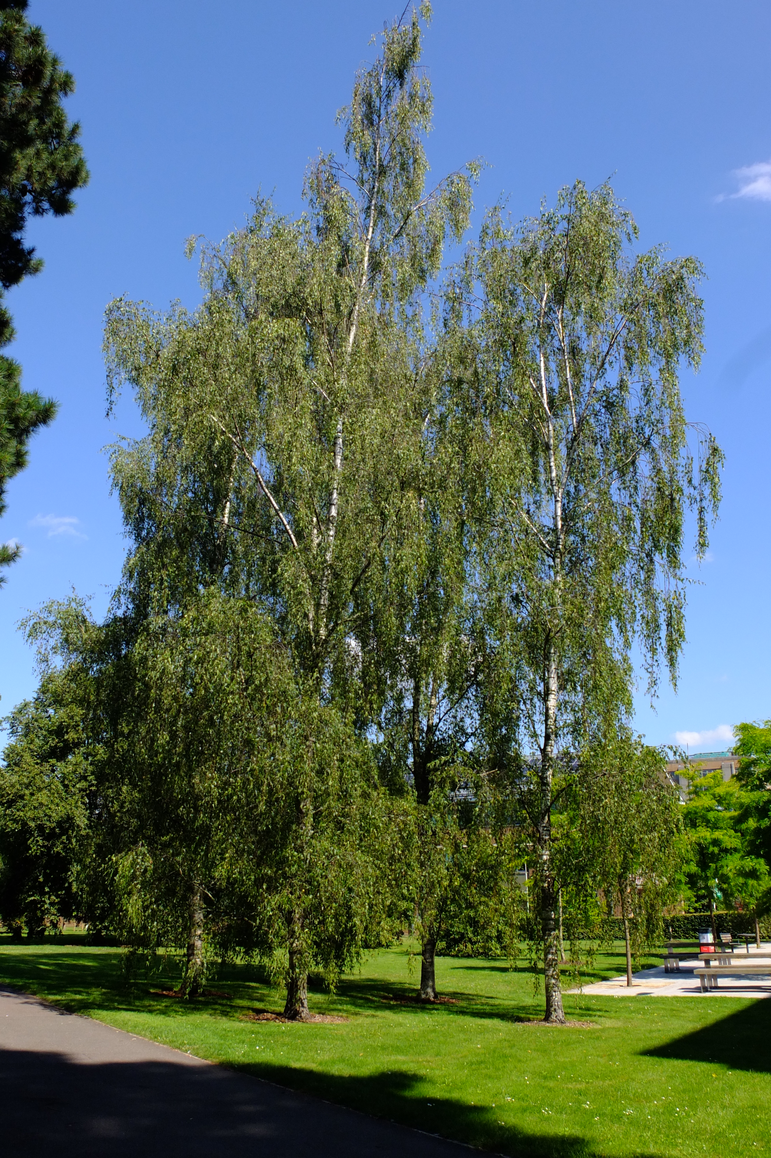 full-size image