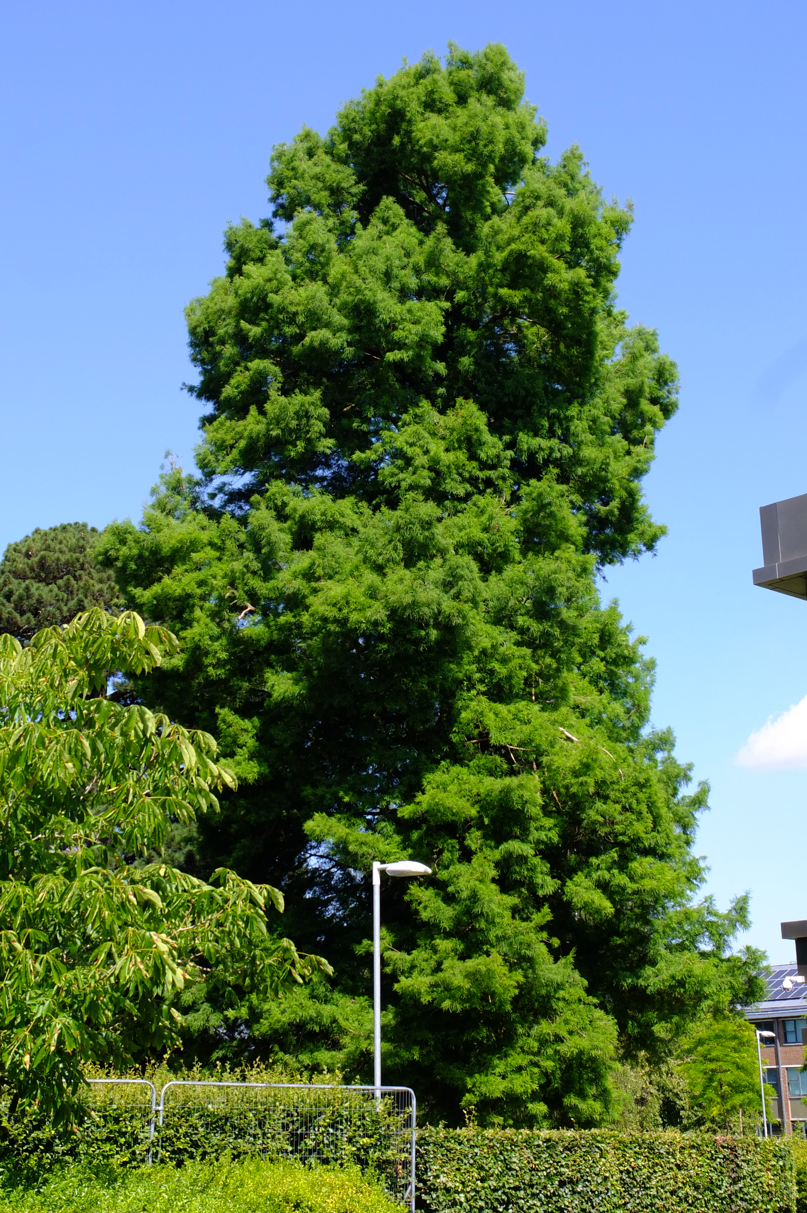full-size image