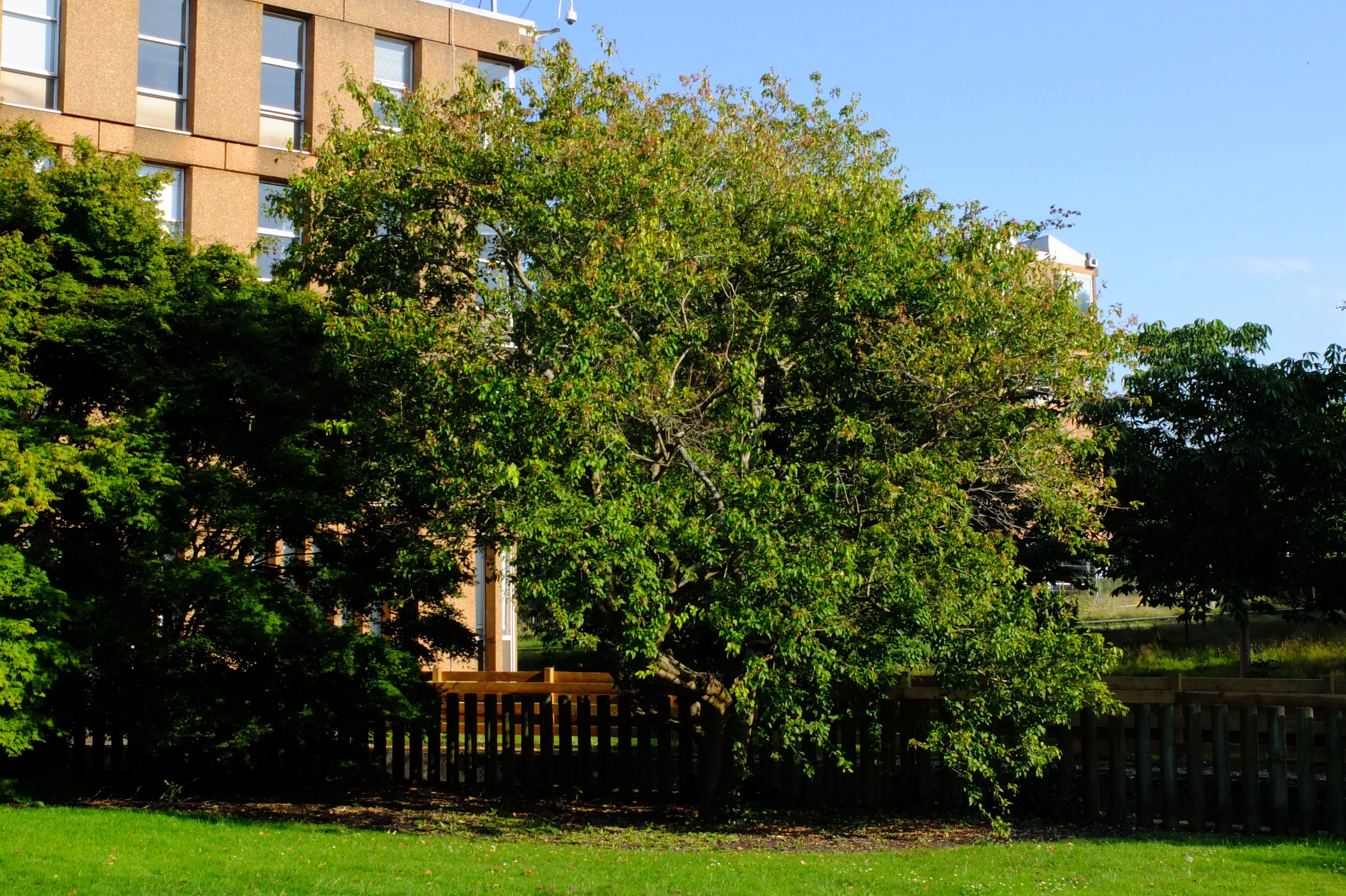 full-size image