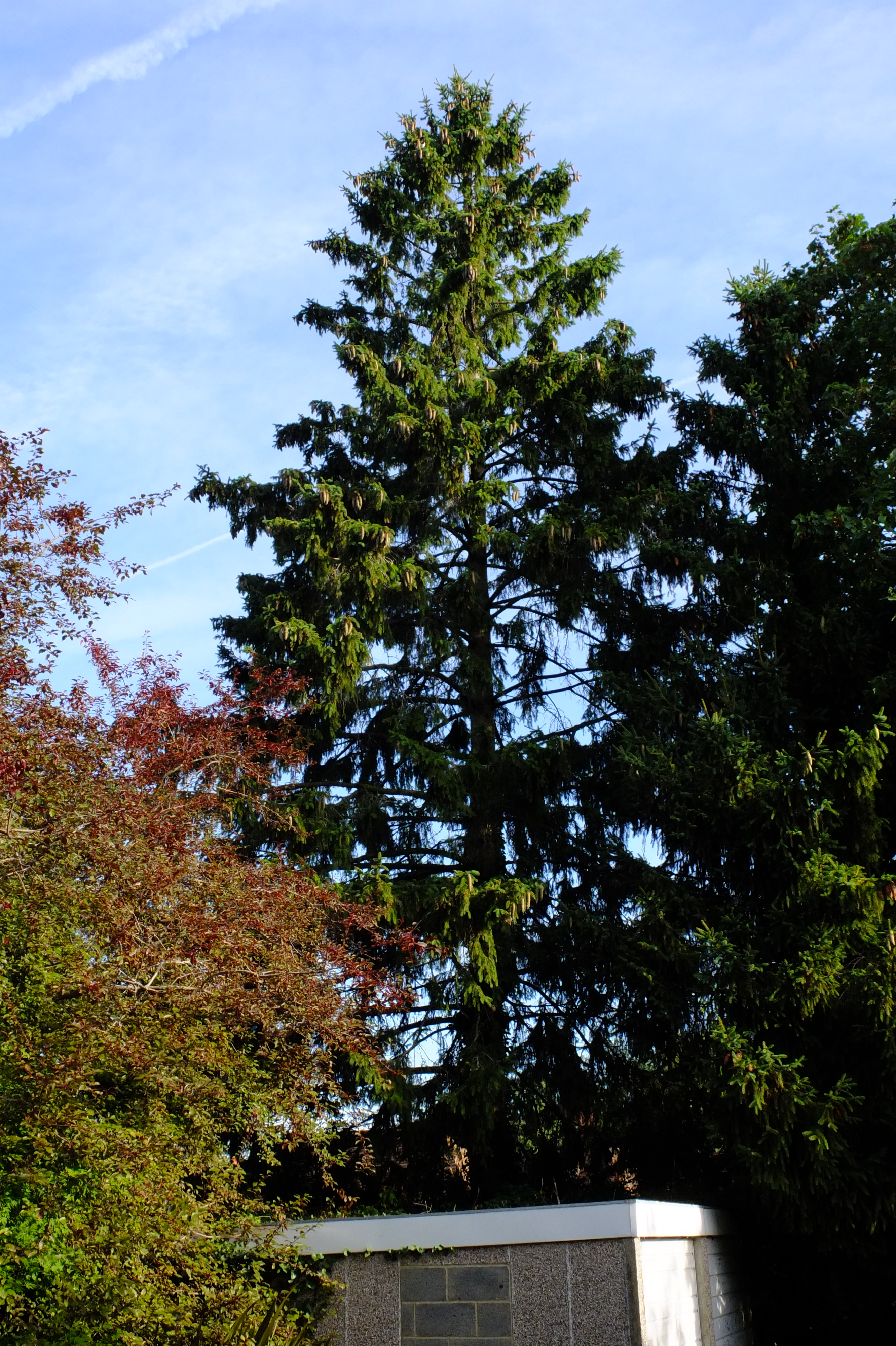 full-size image