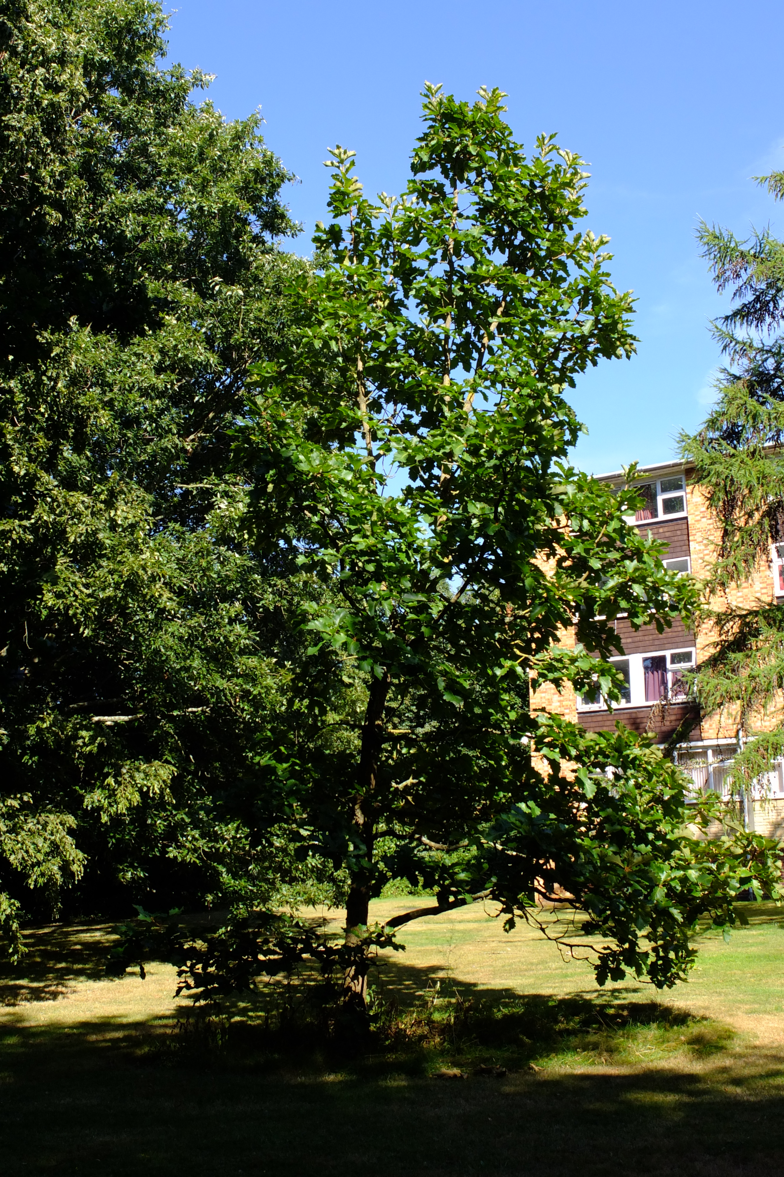 full-size image