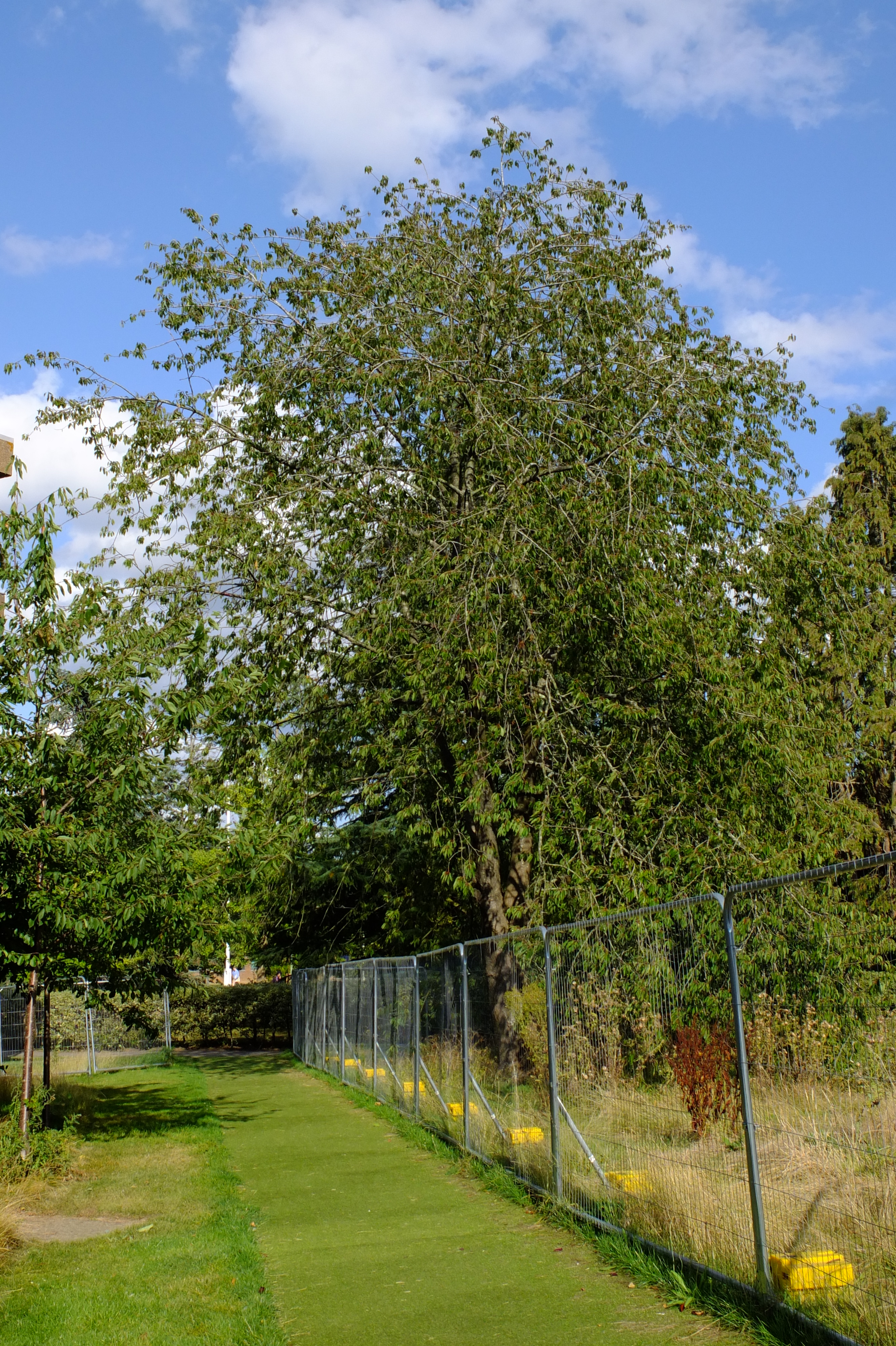 full-size image