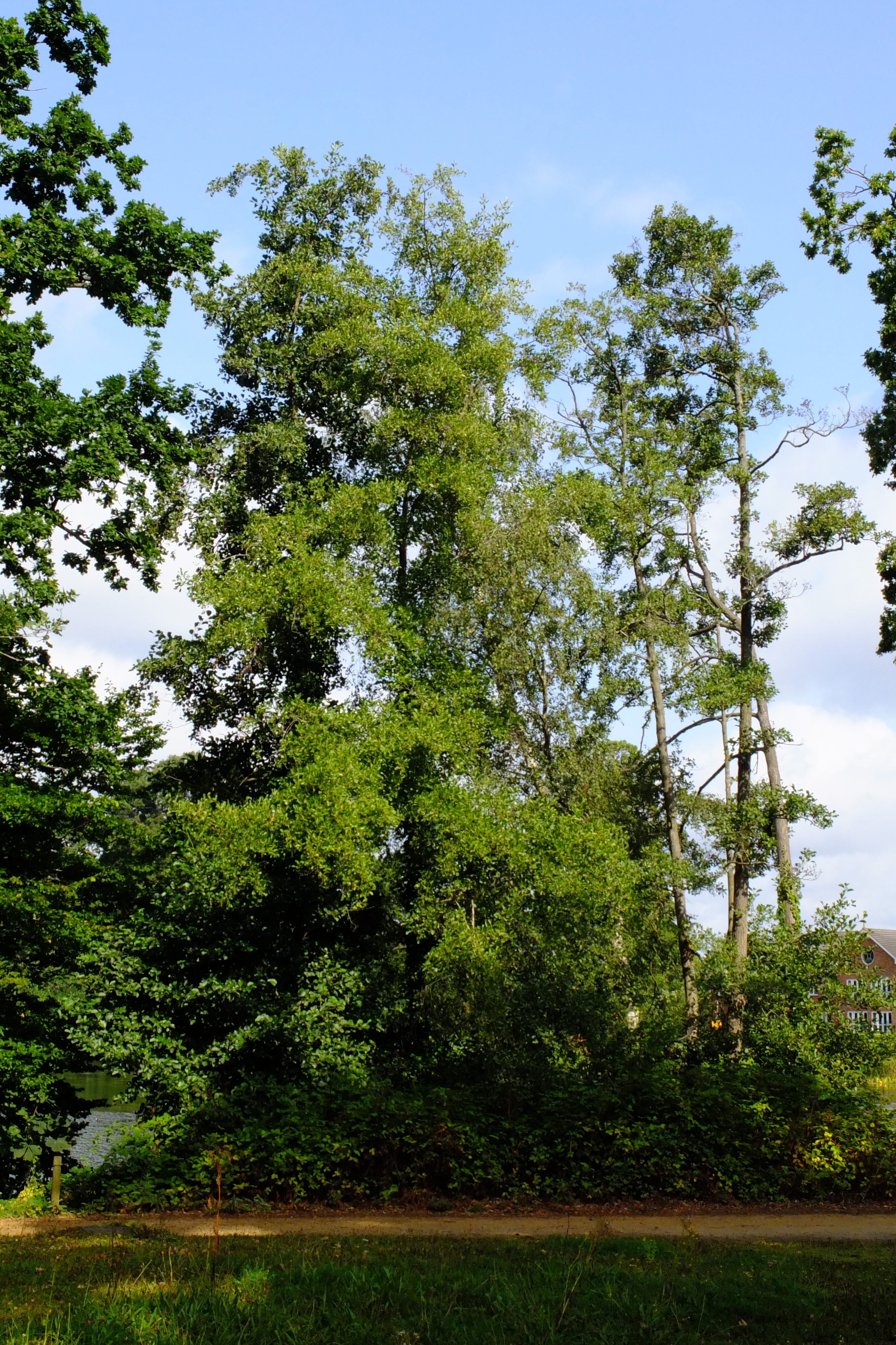 full-size image
