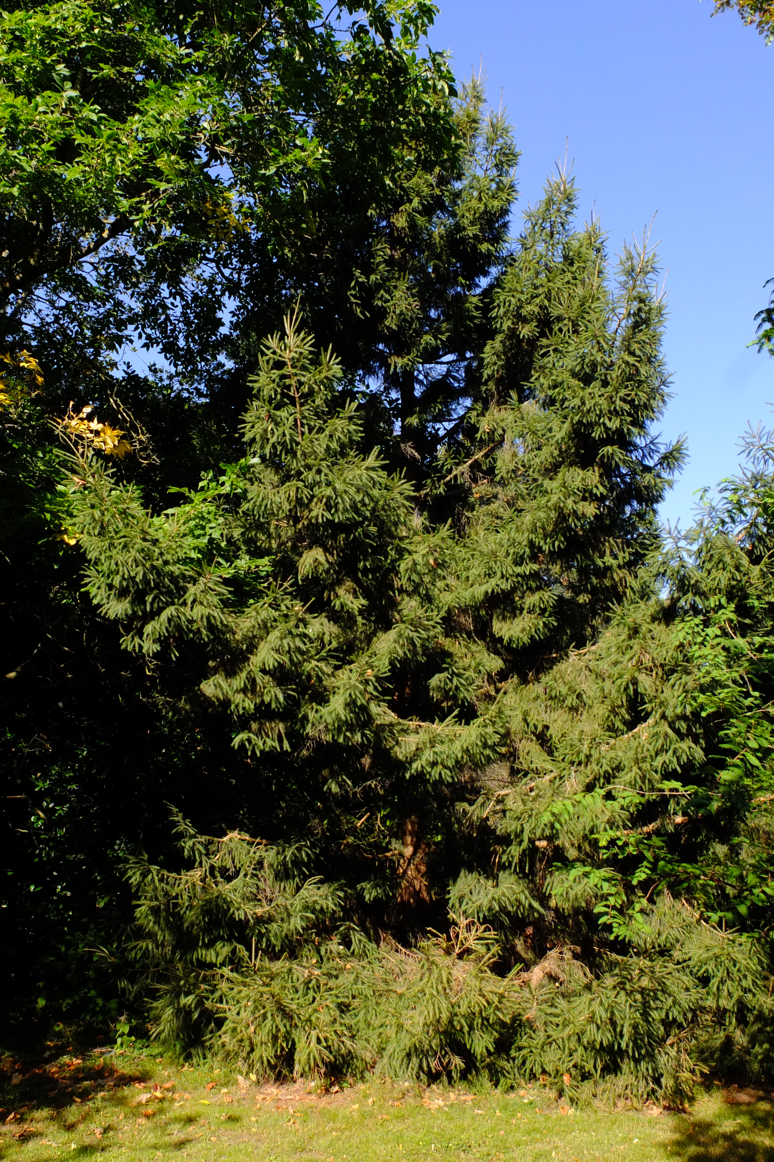 full-size image