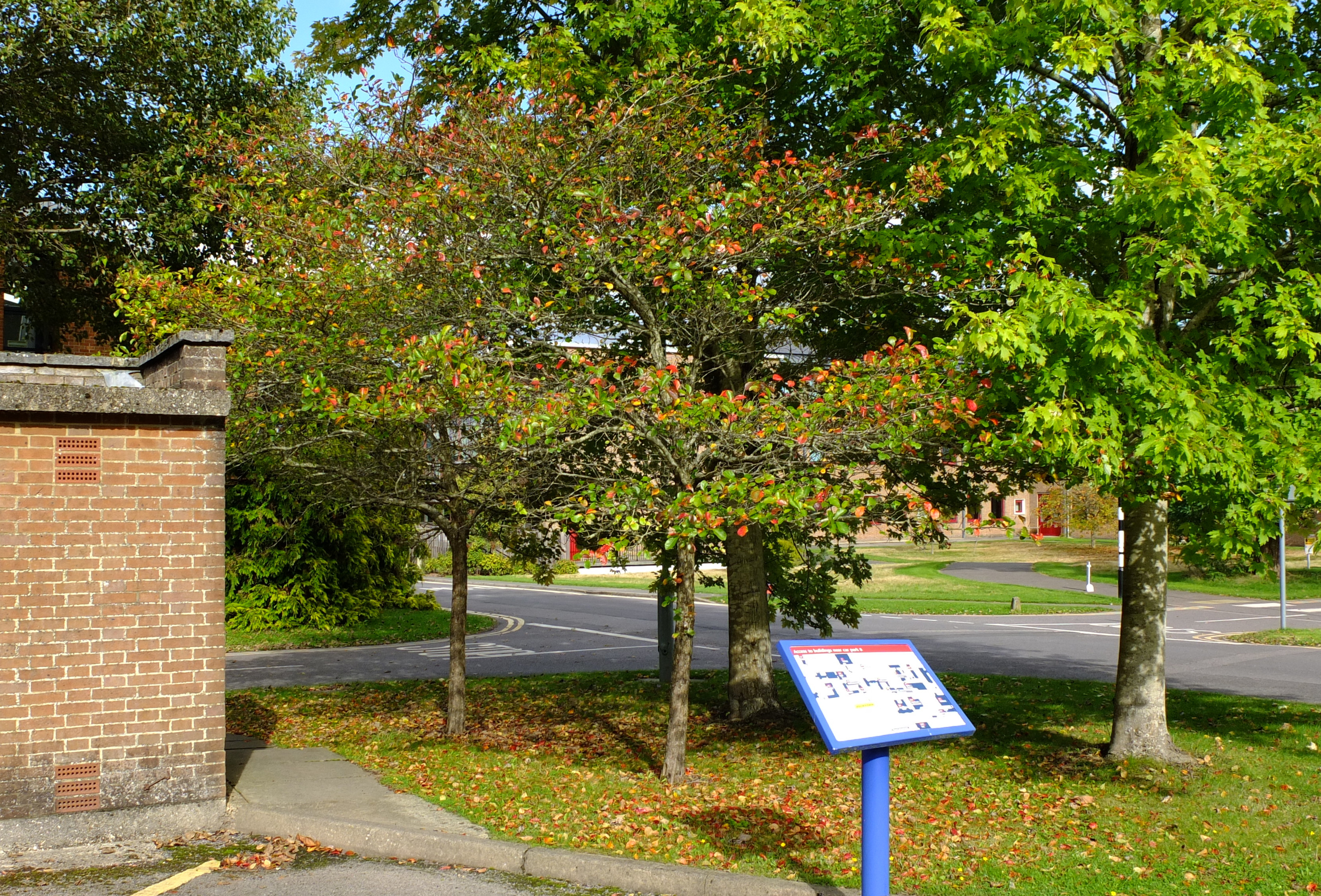 full-size image