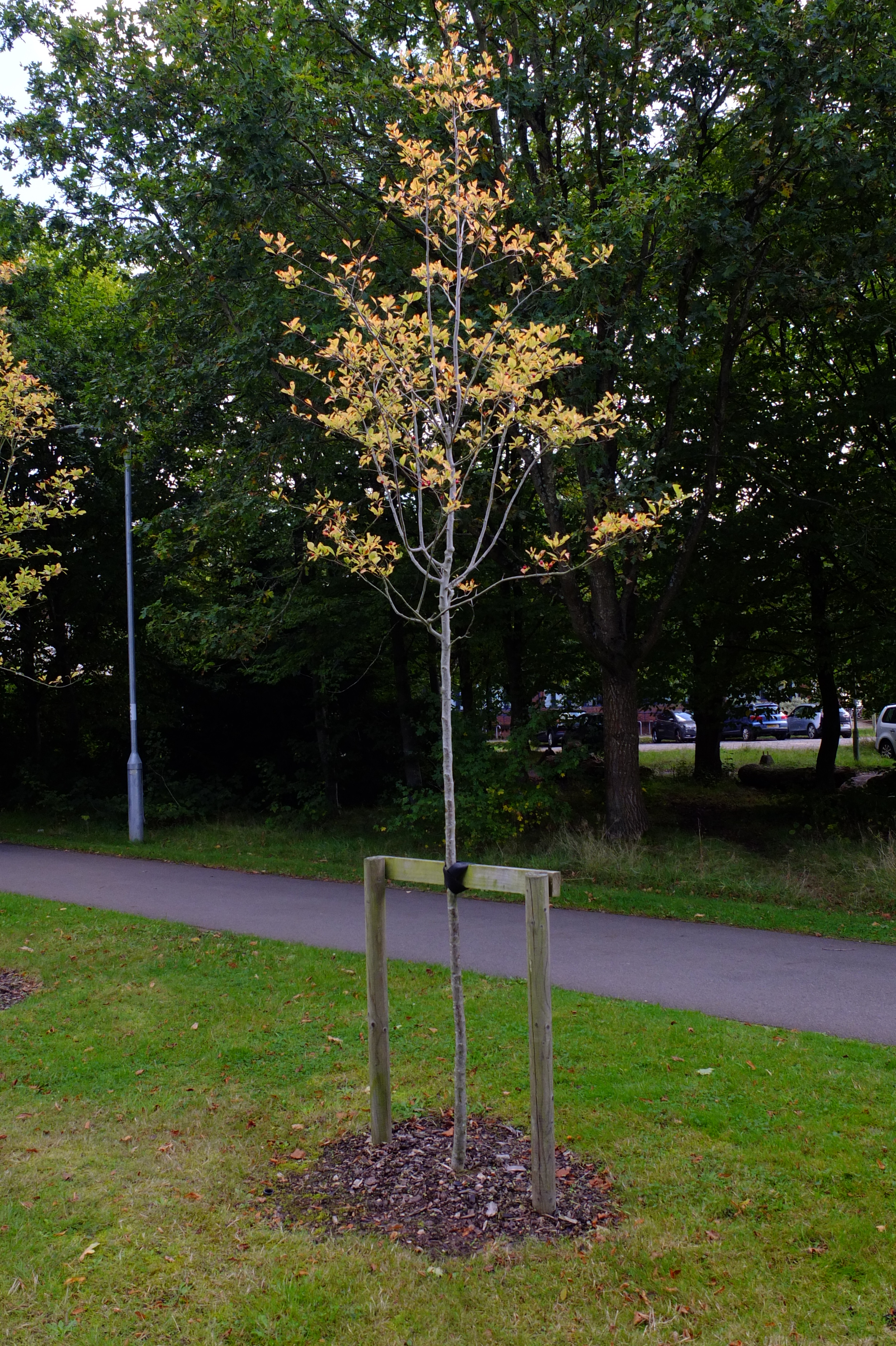 full-size image