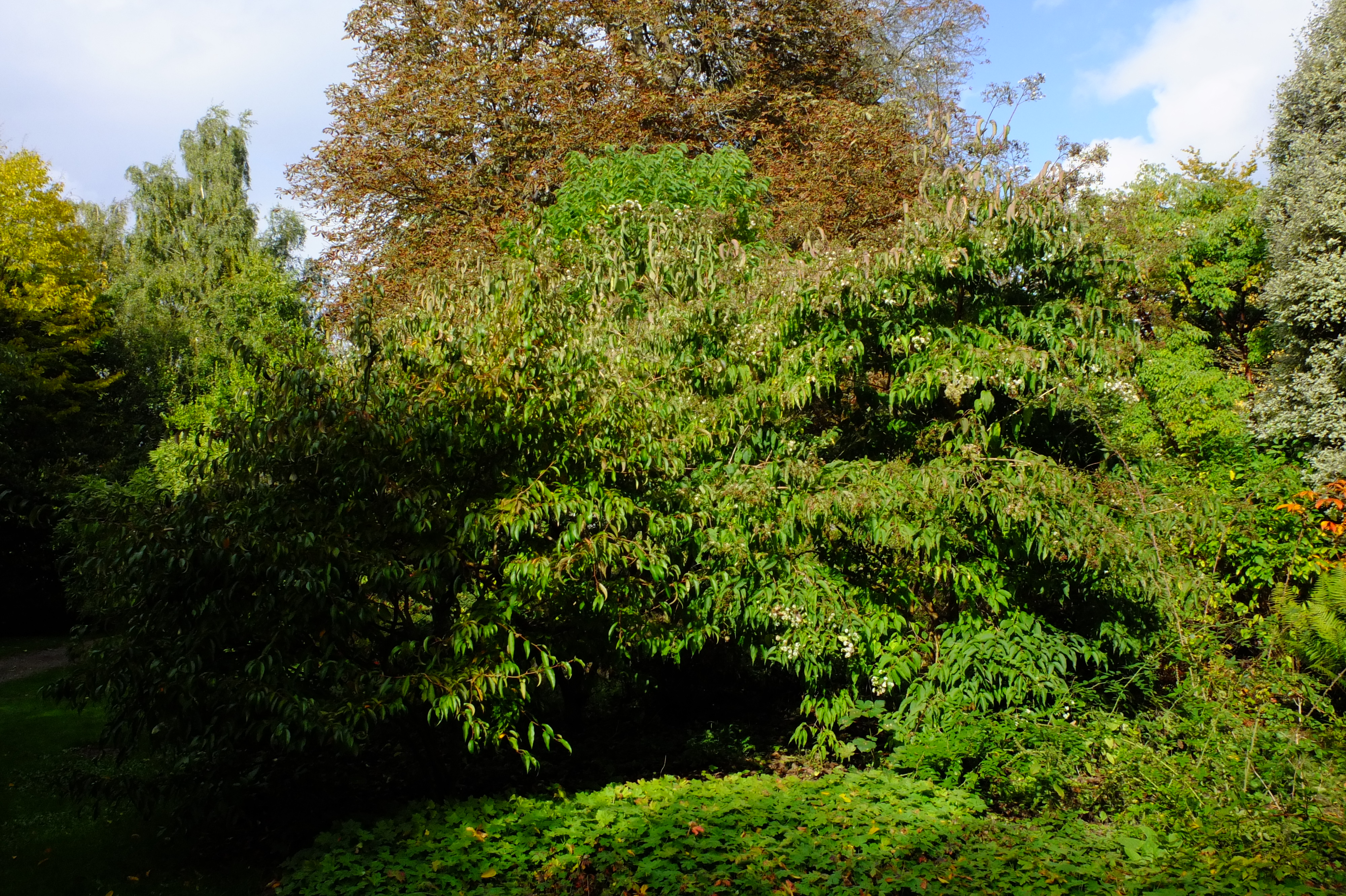 full-size image