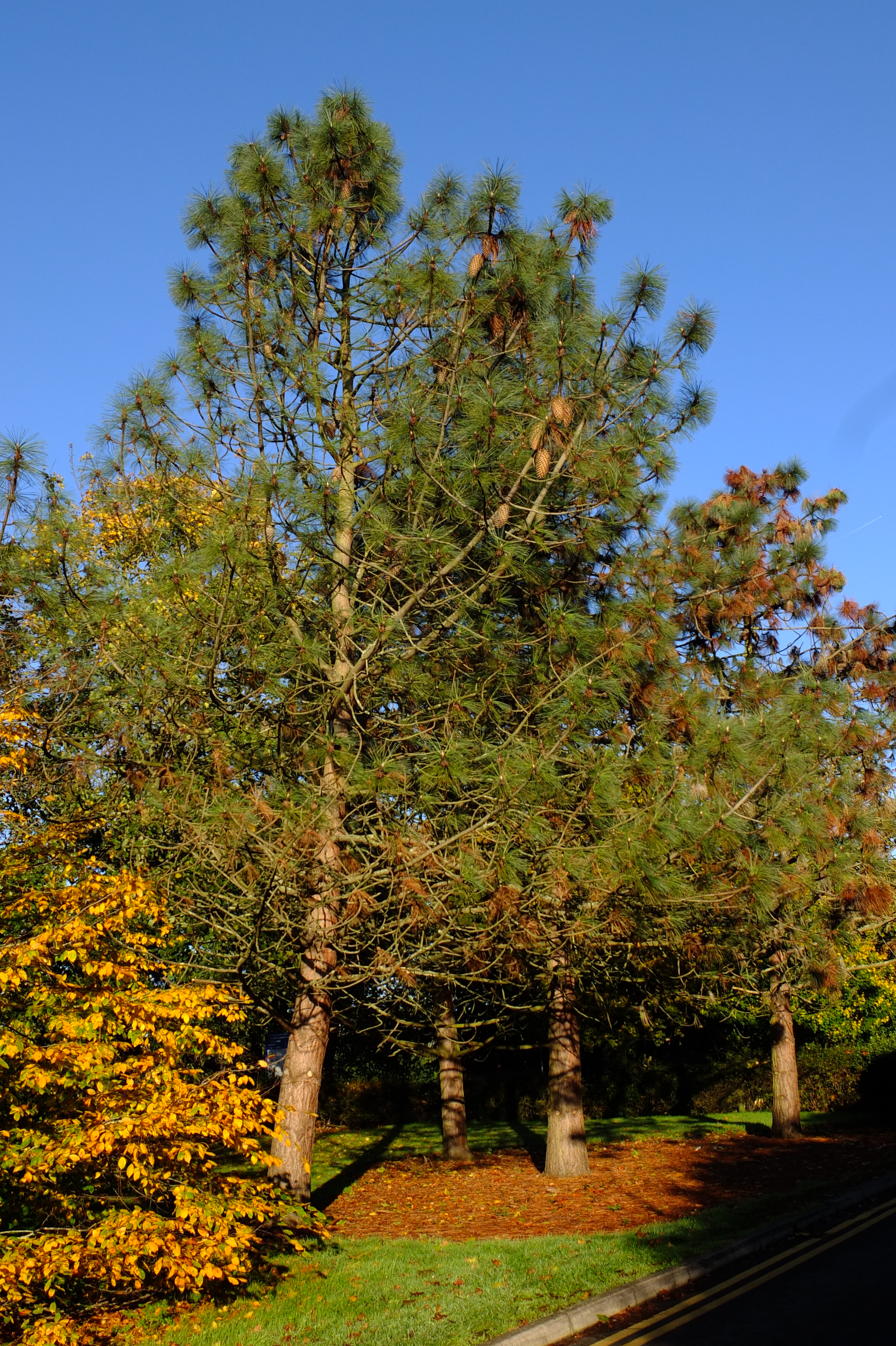 full-size image