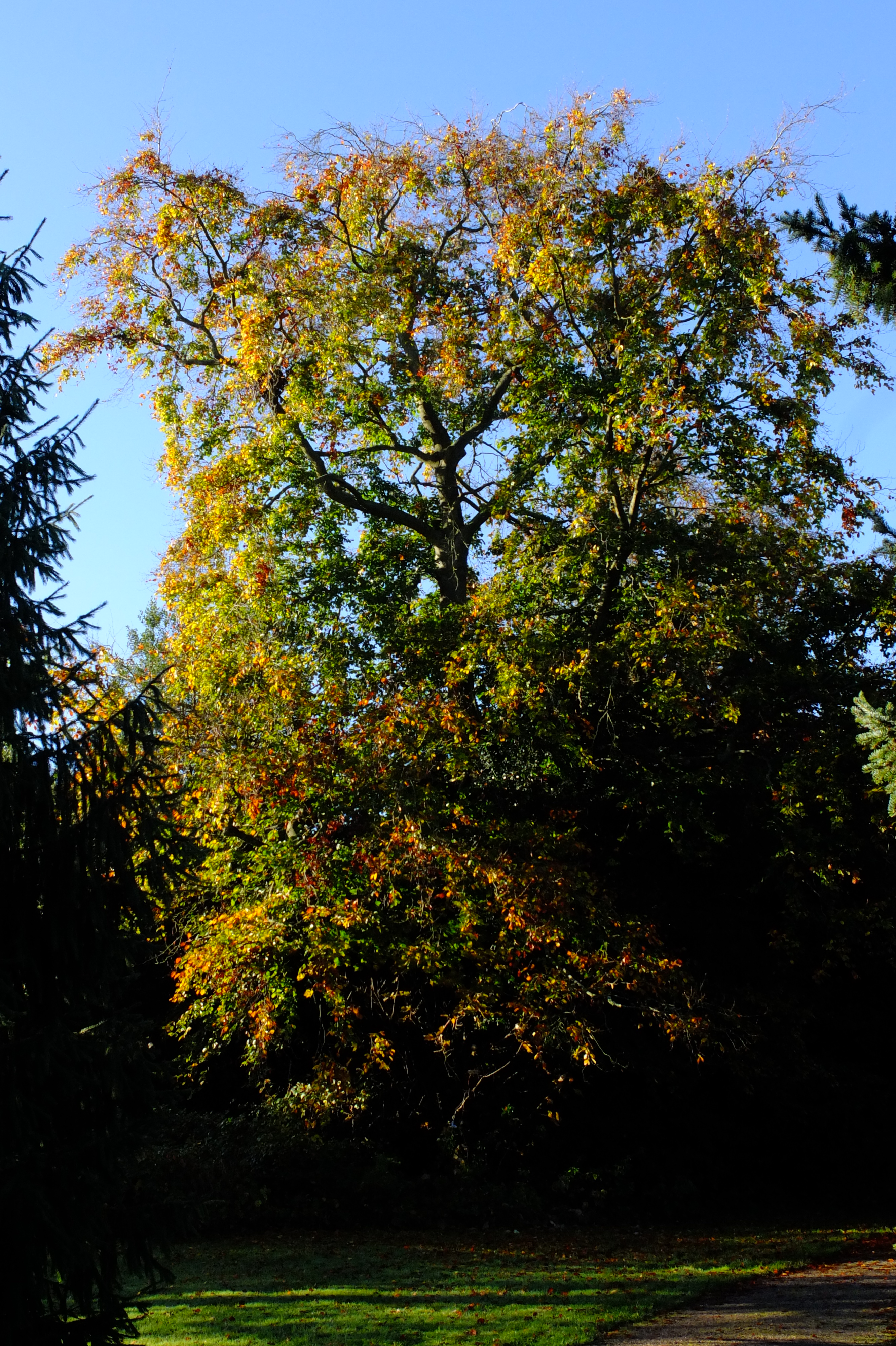 full-size image