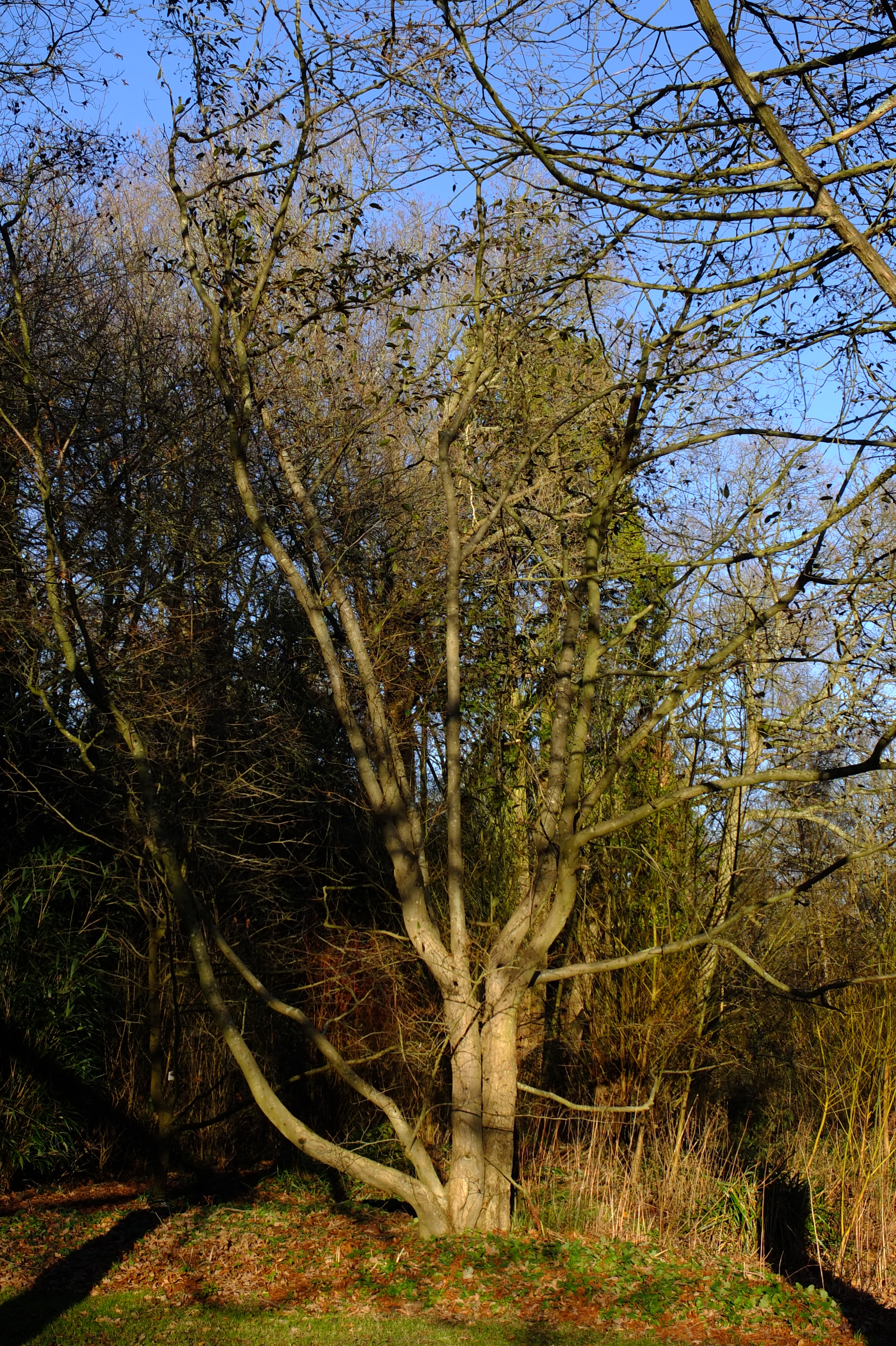 full-size image