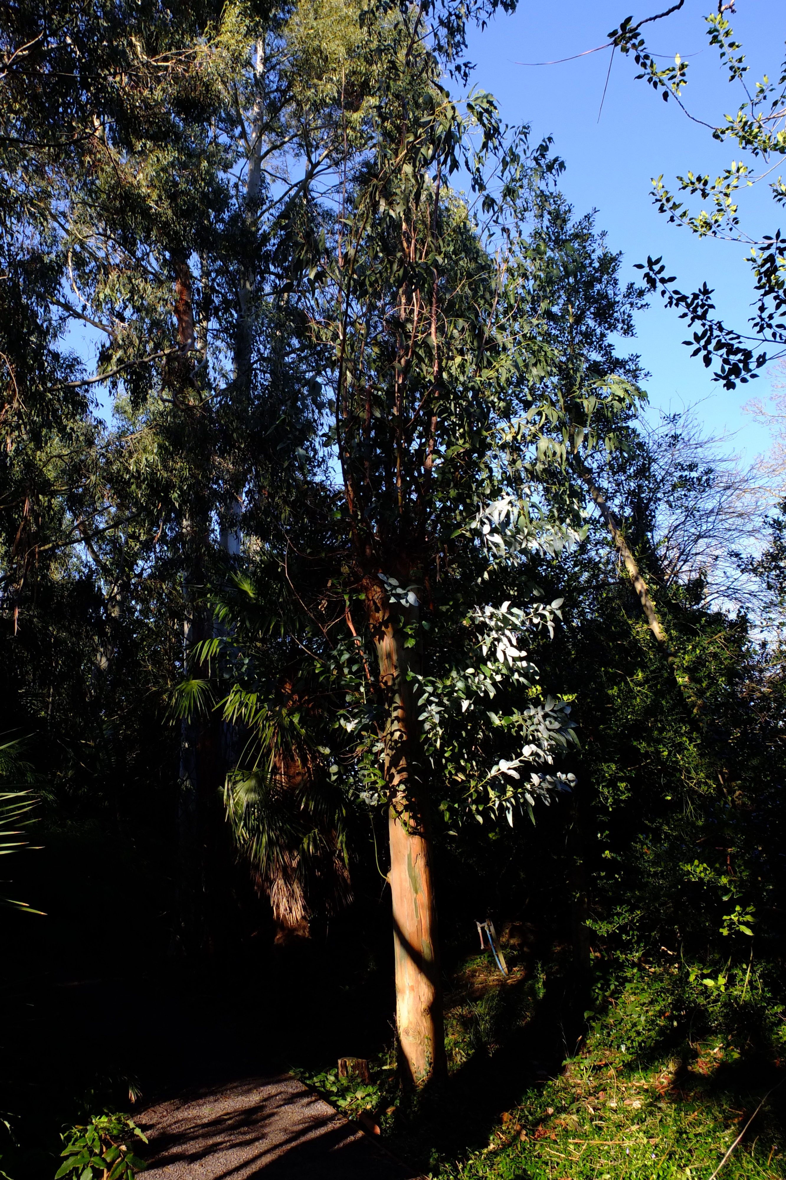 full-size image