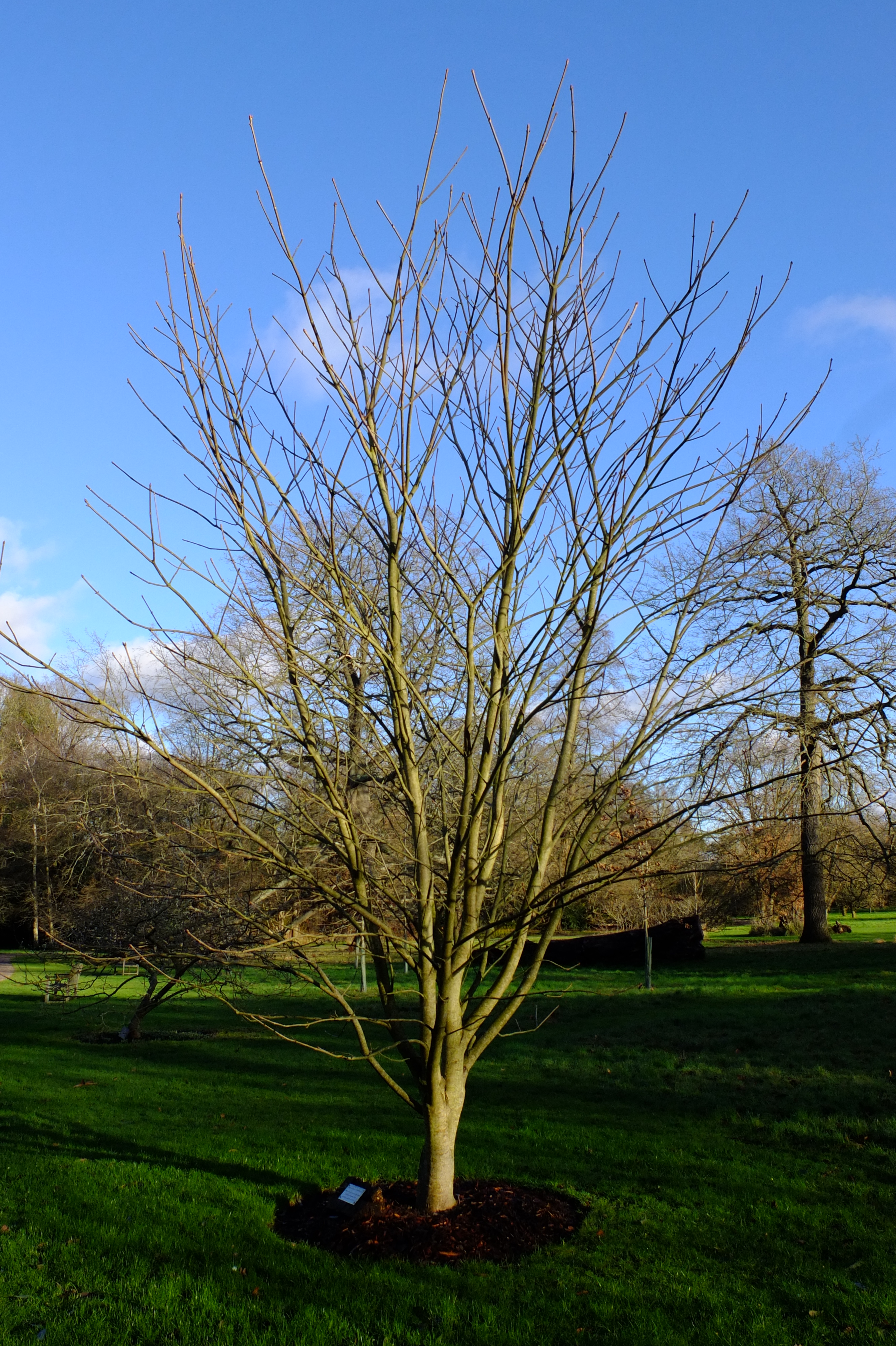 full-size image