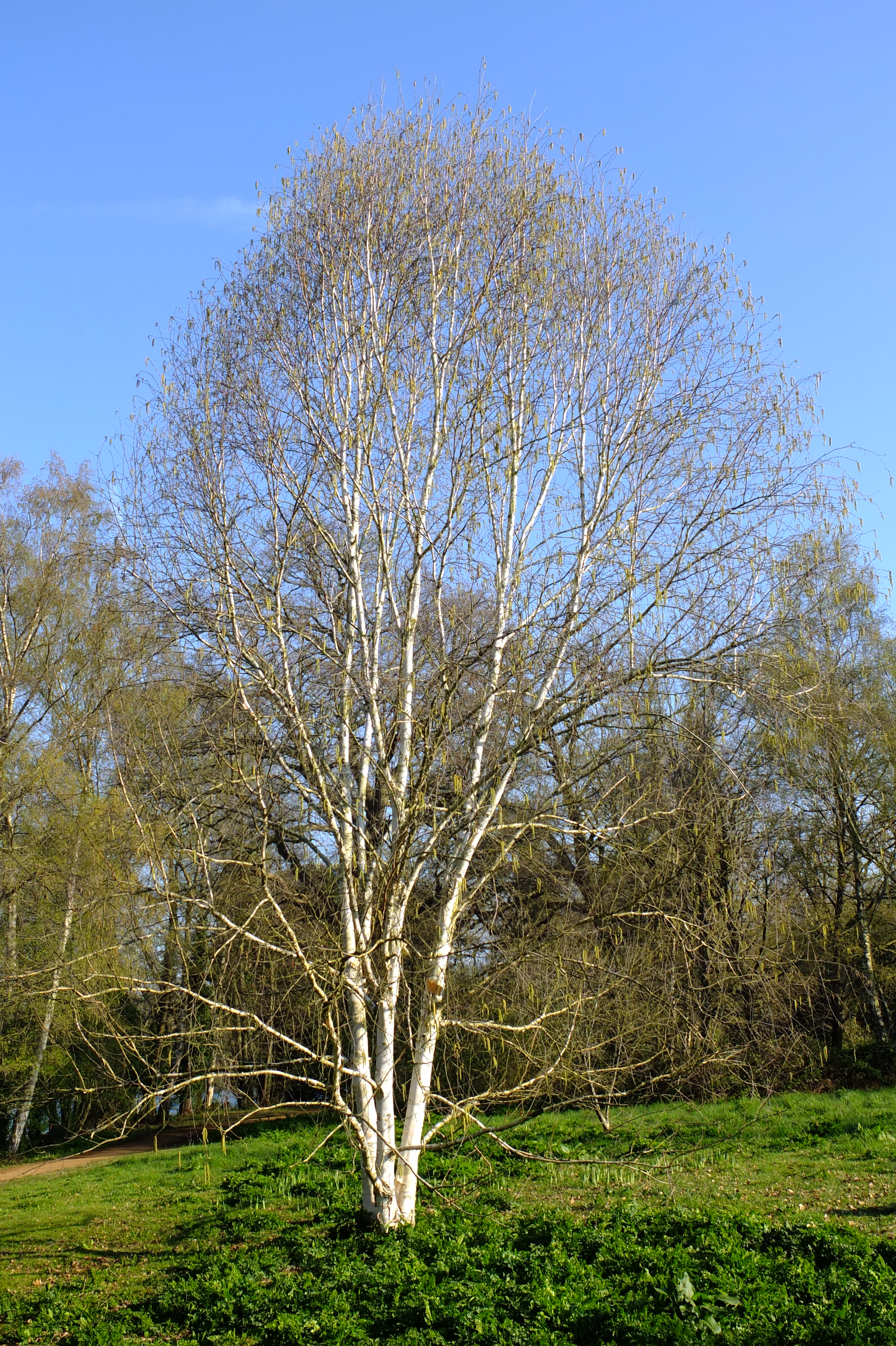 full-size image