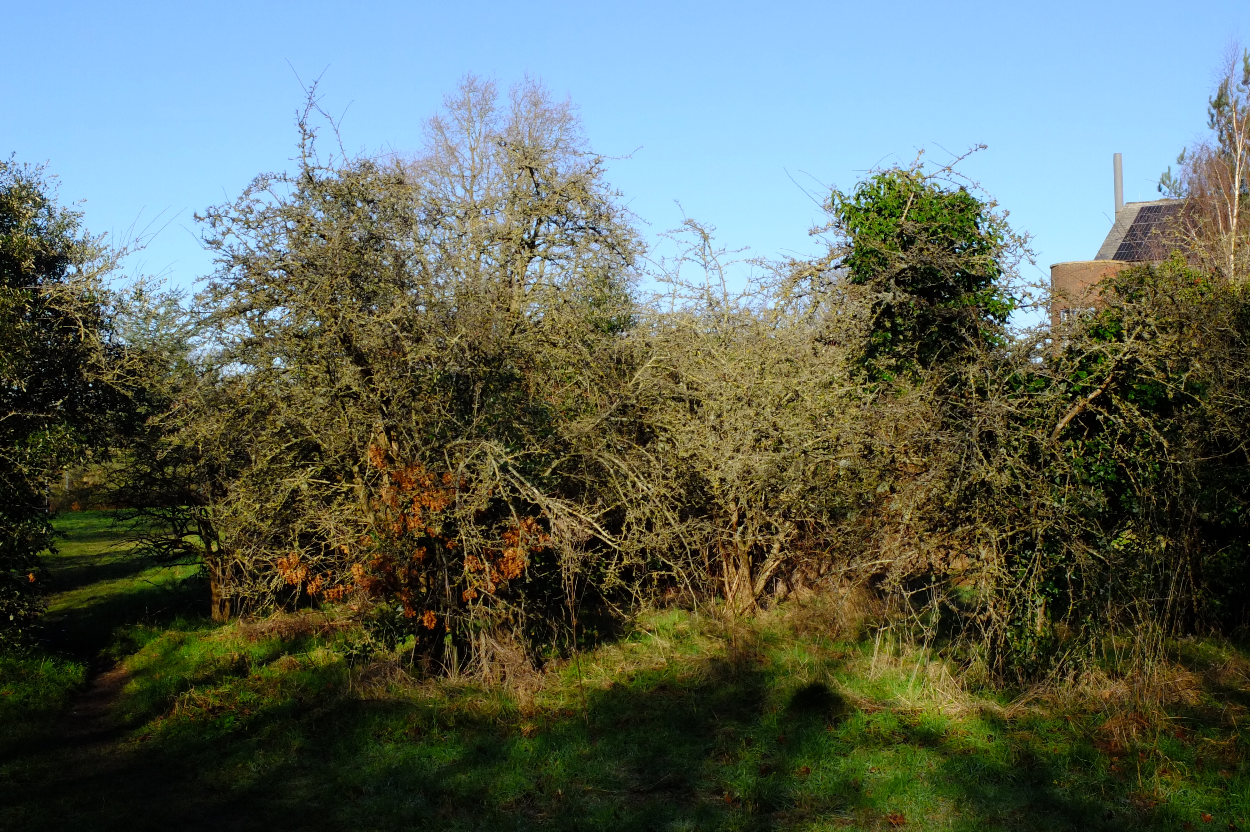 full-size image