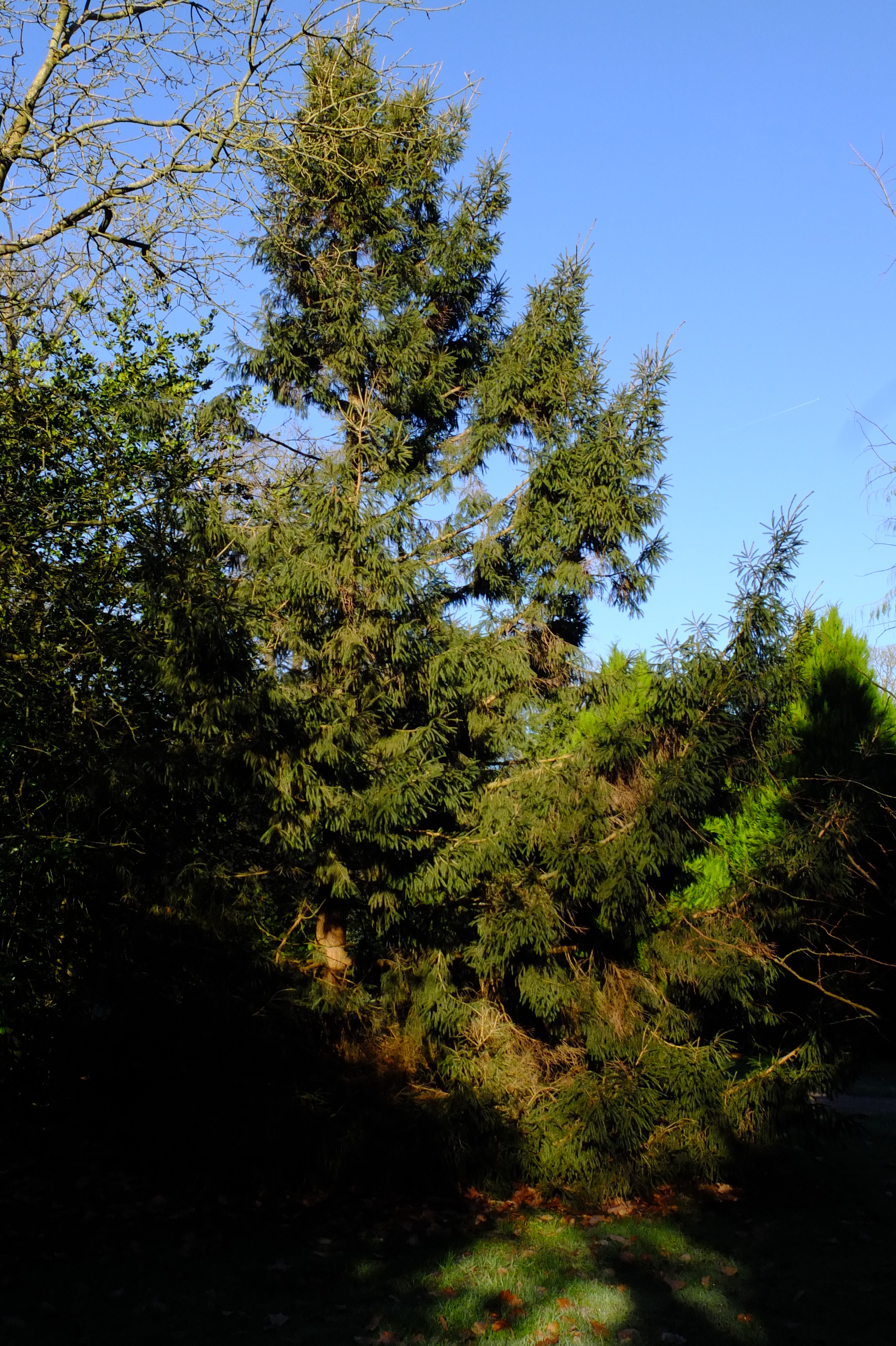 full-size image