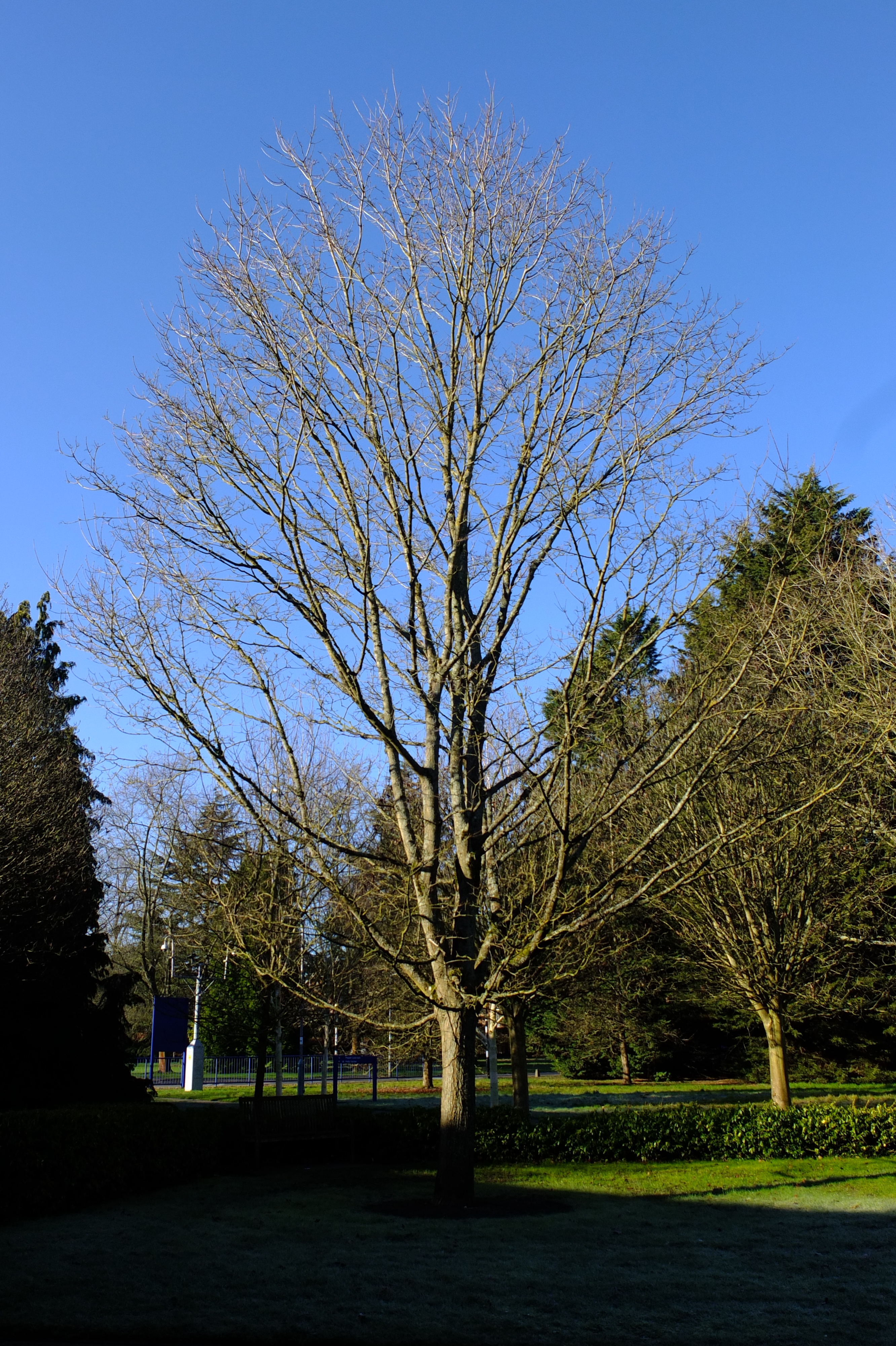 full-size image