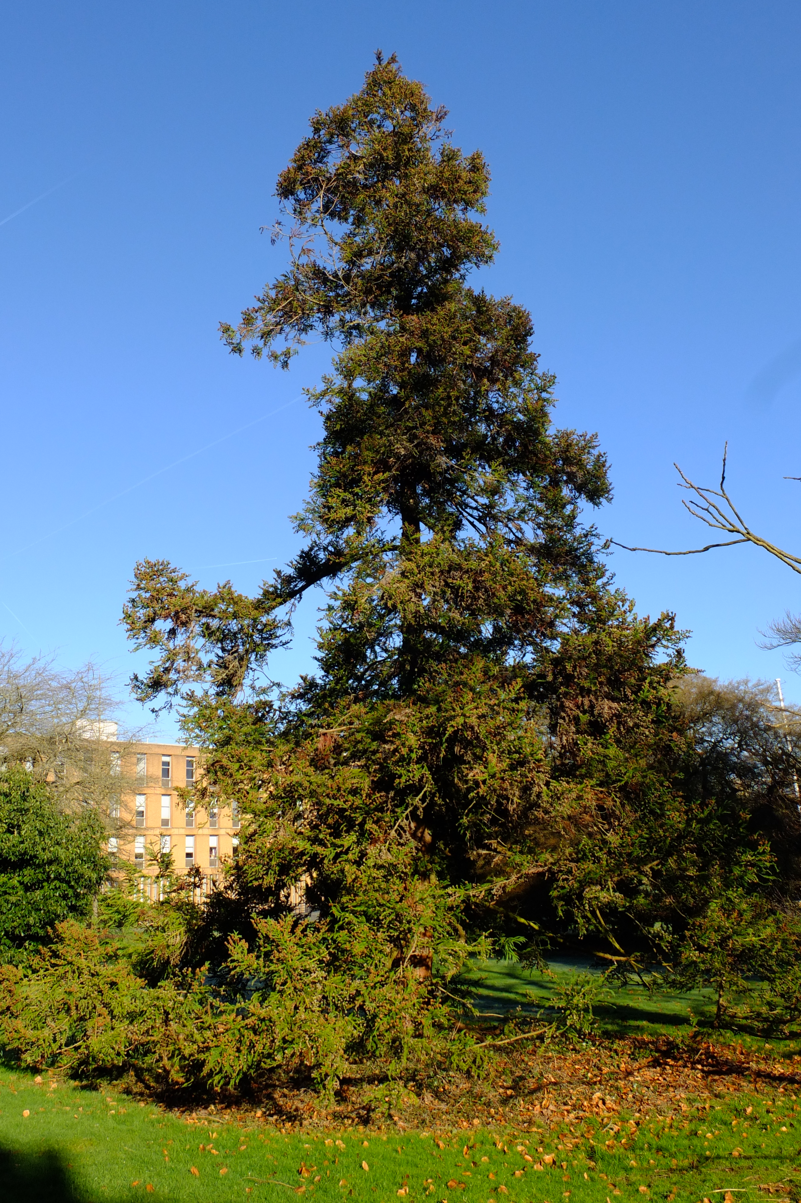 full-size image