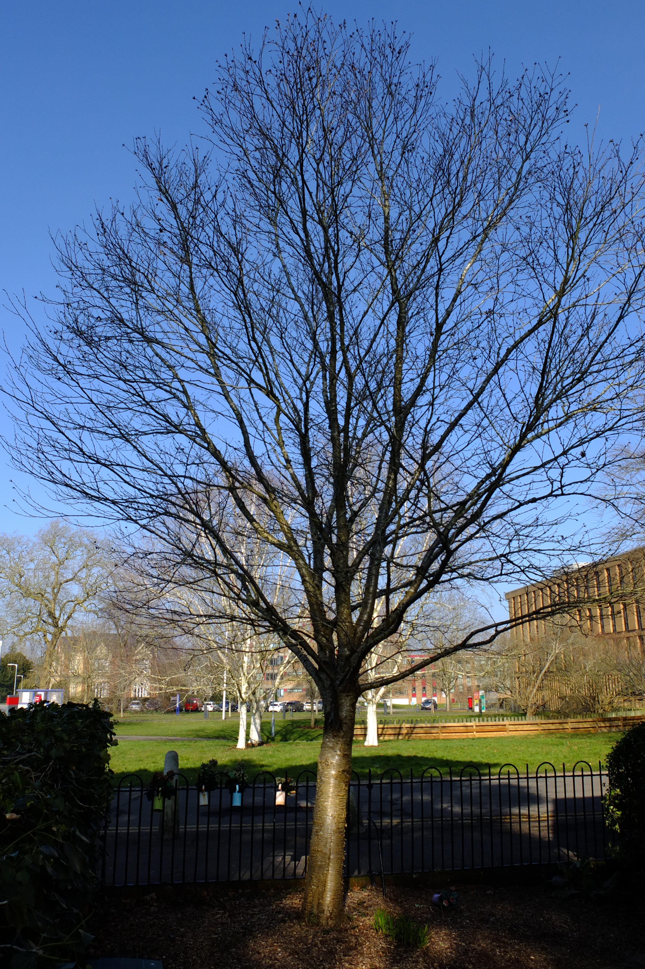 full-size image