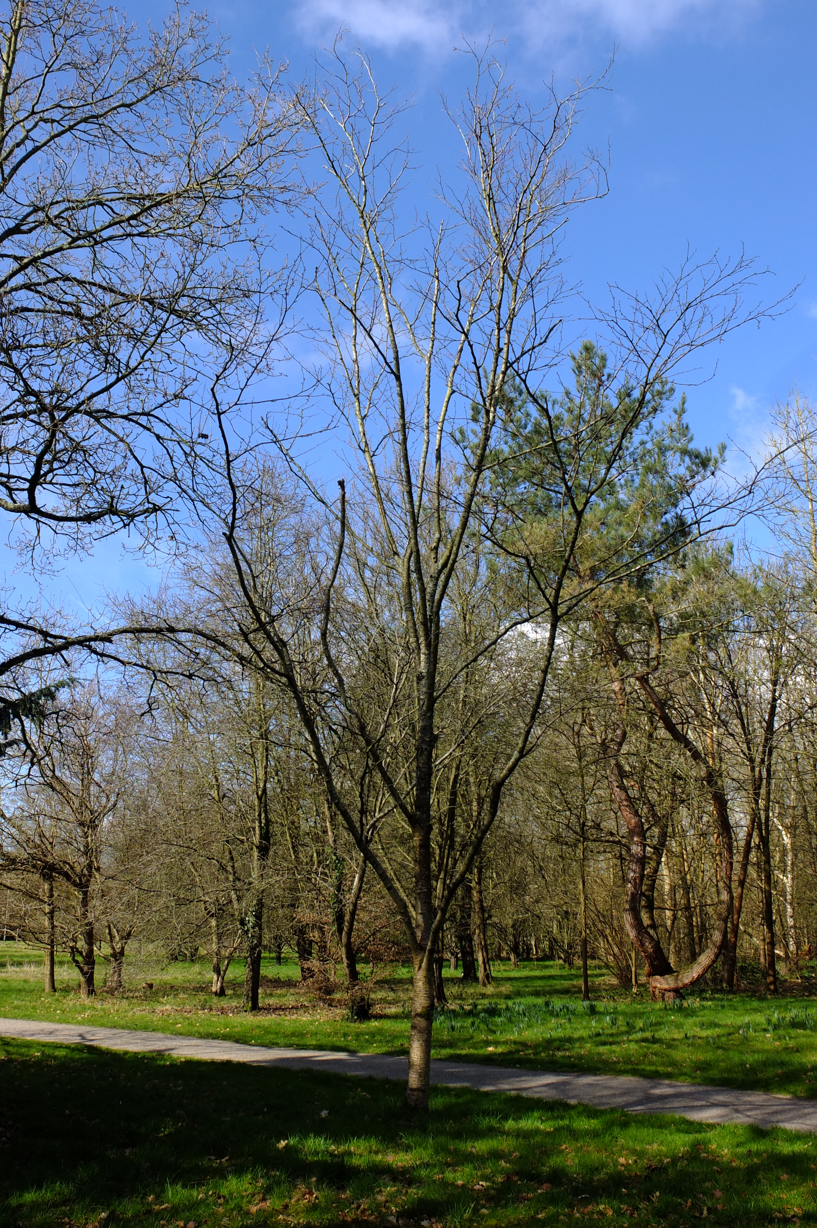 full-size image
