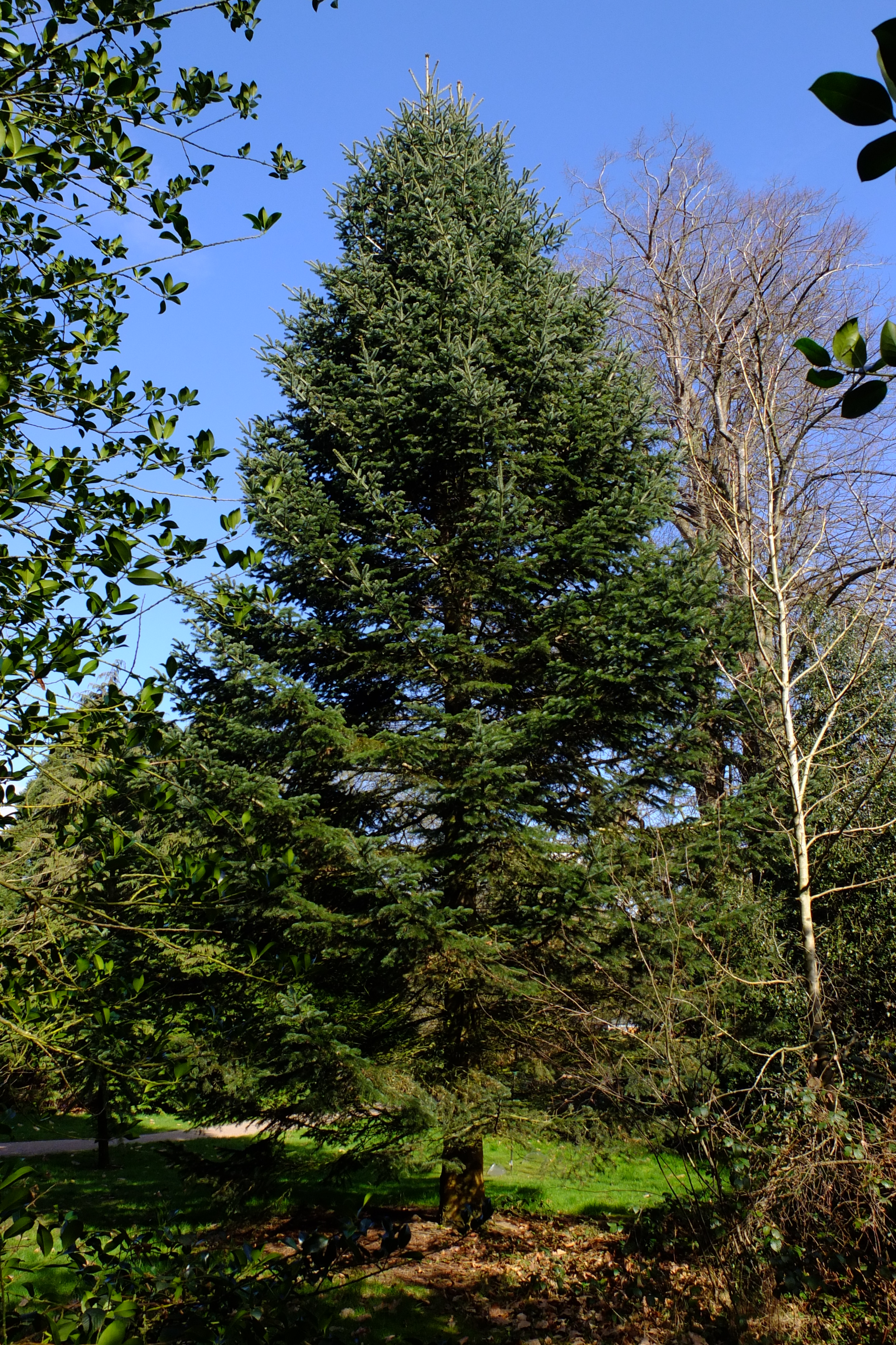 full-size image