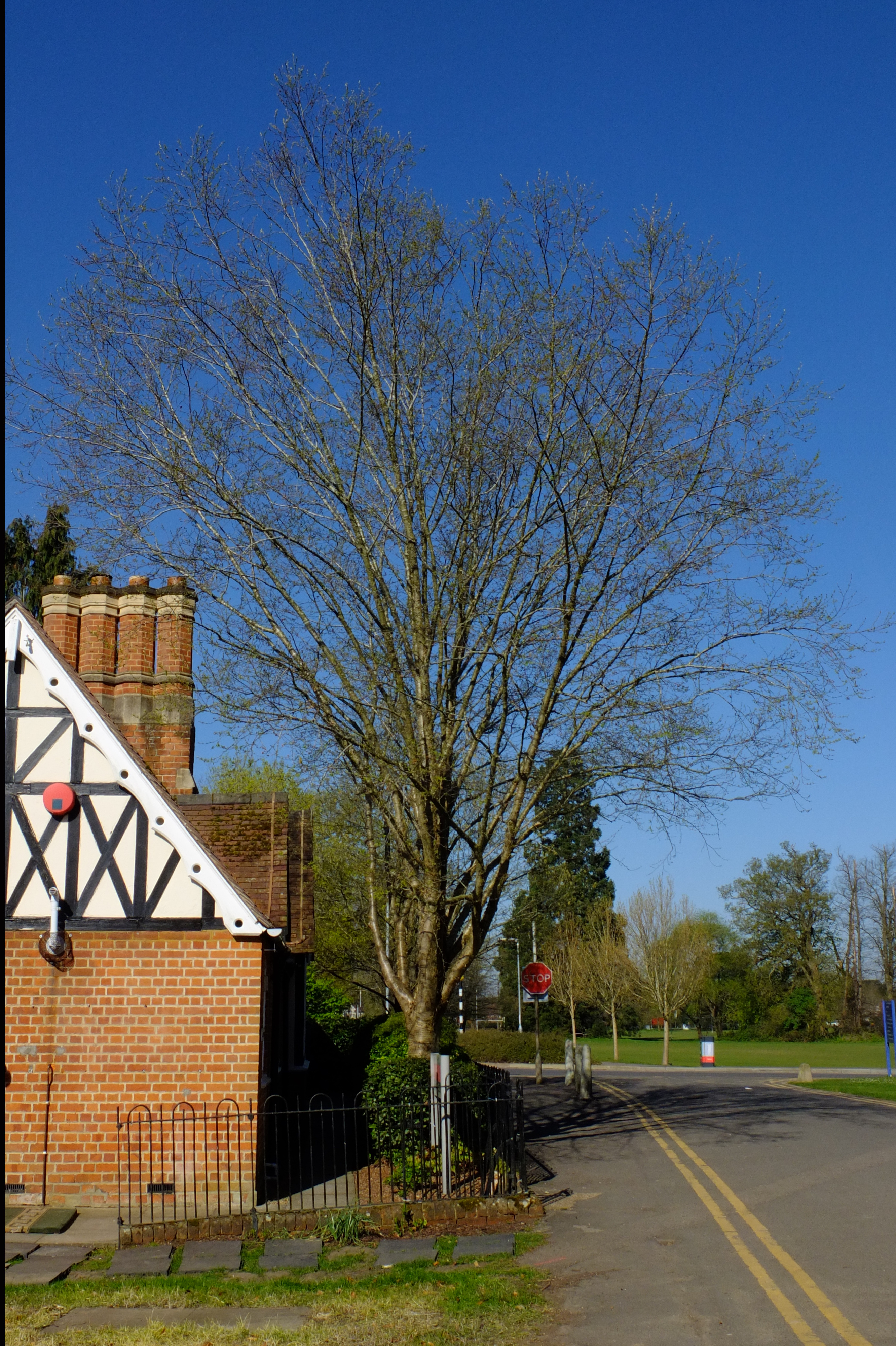 full-size image