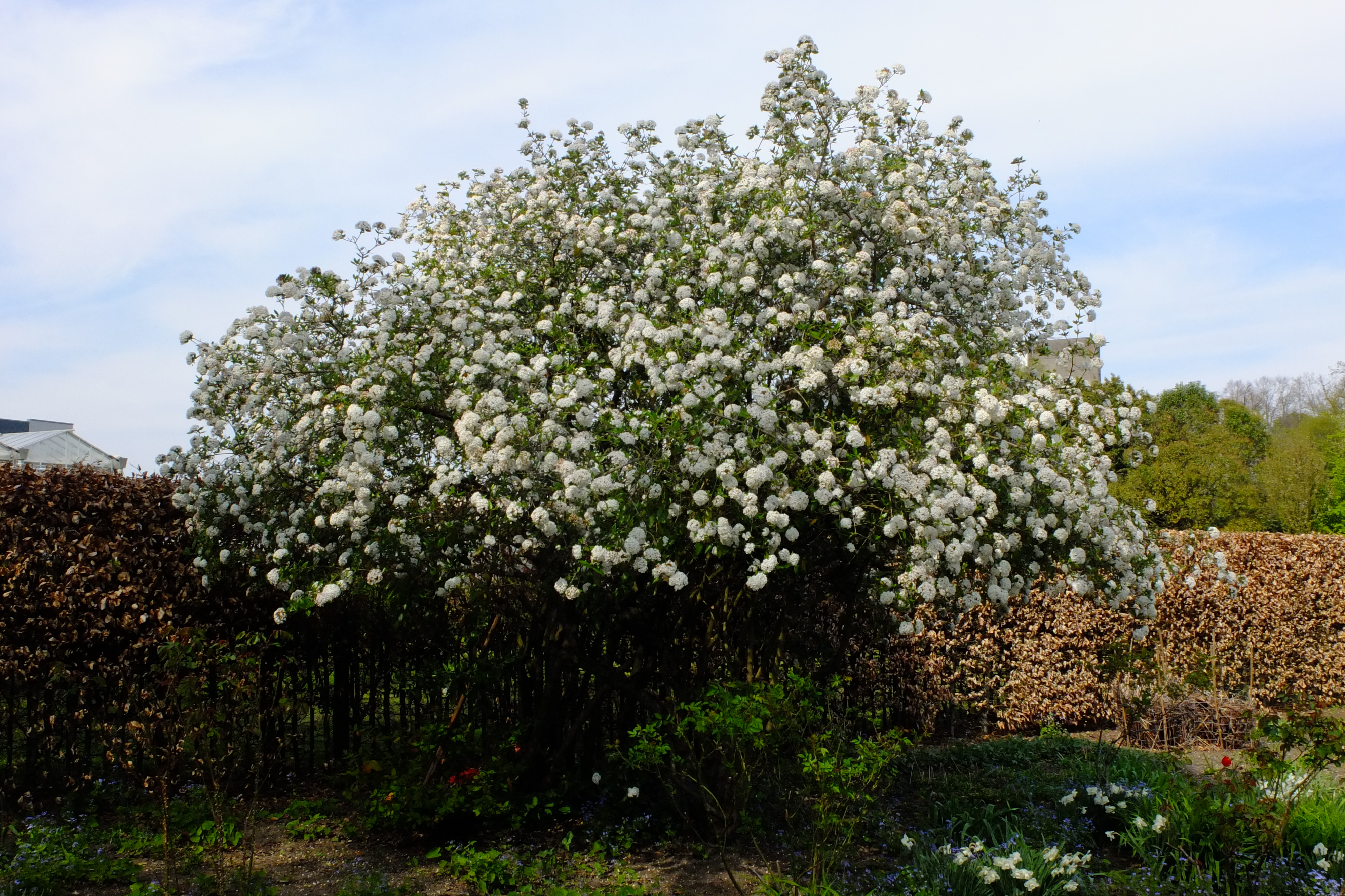 full-size image