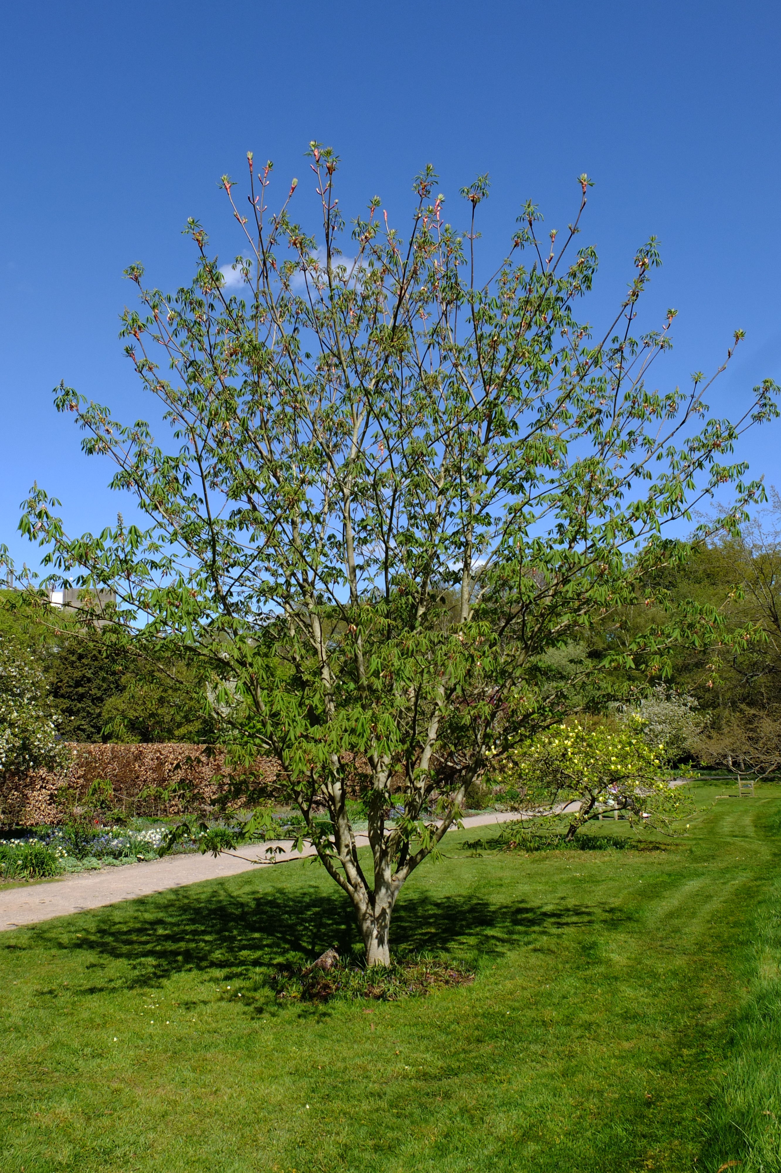 full-size image