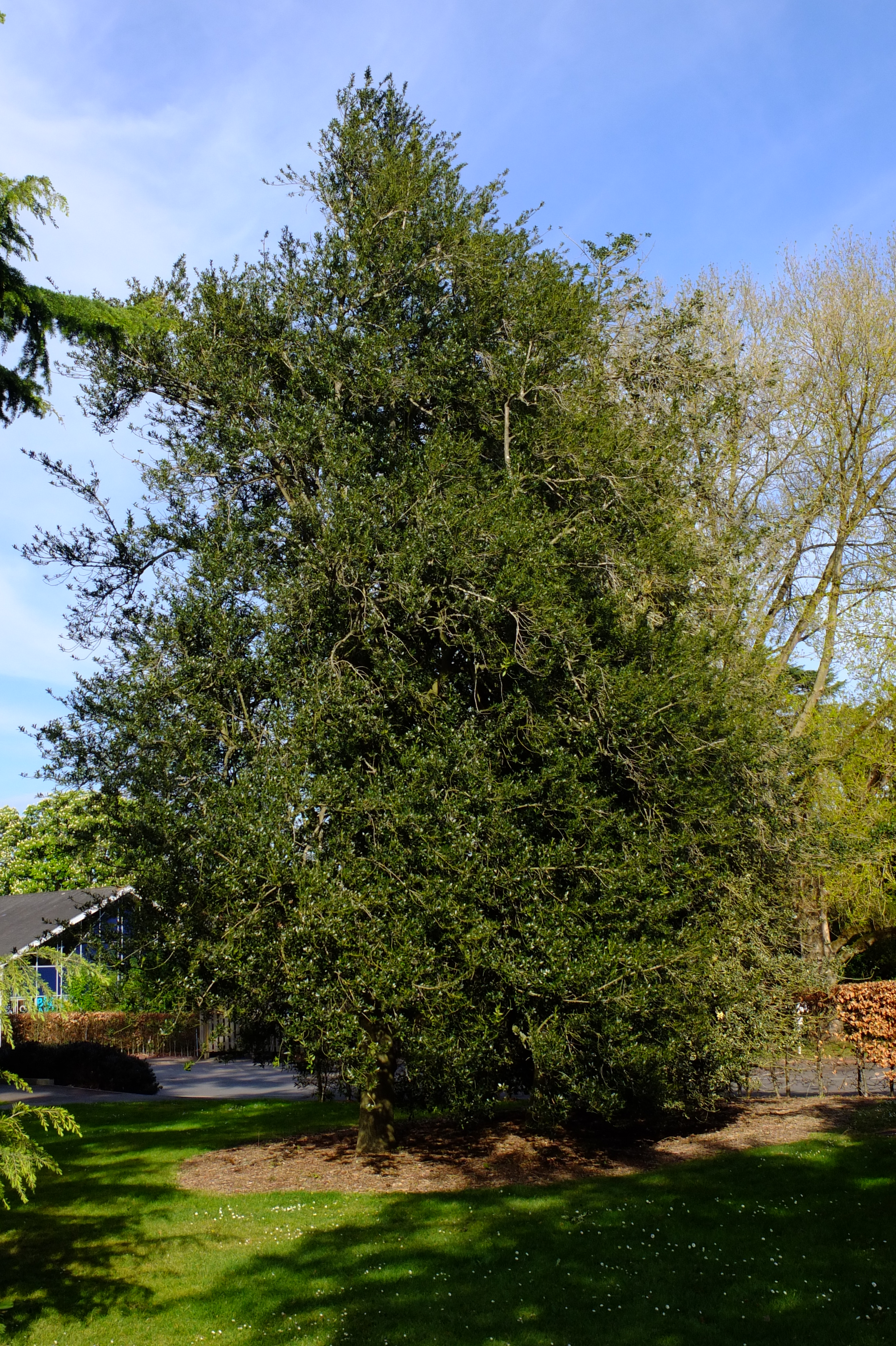 full-size image
