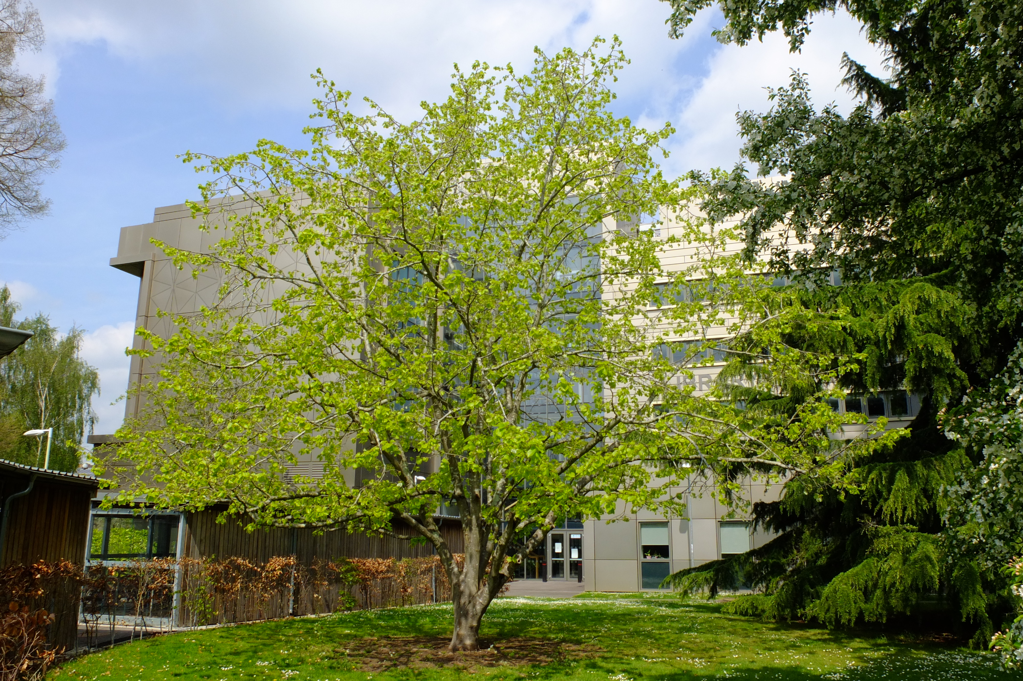 full-size image
