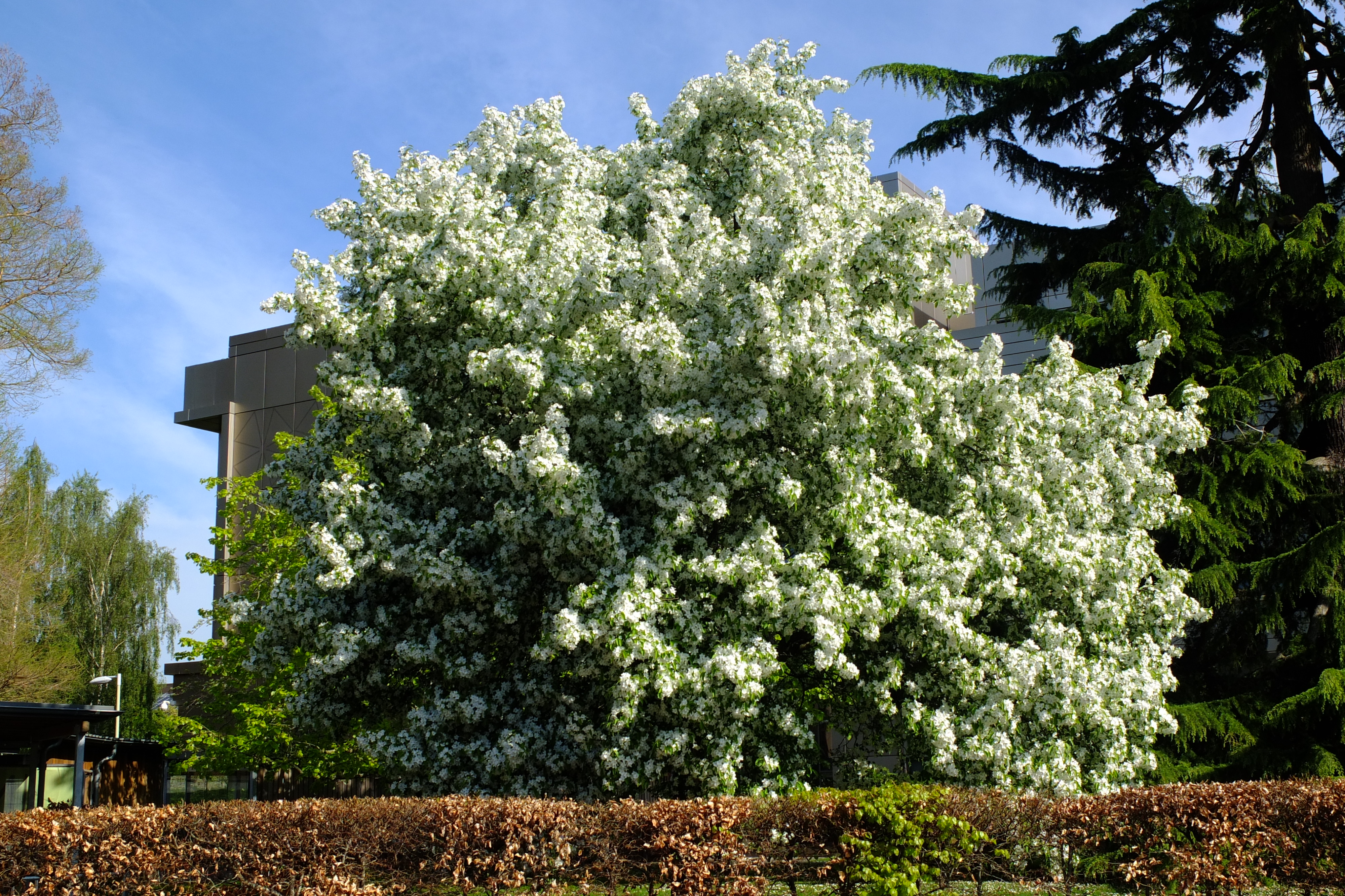 full-size image