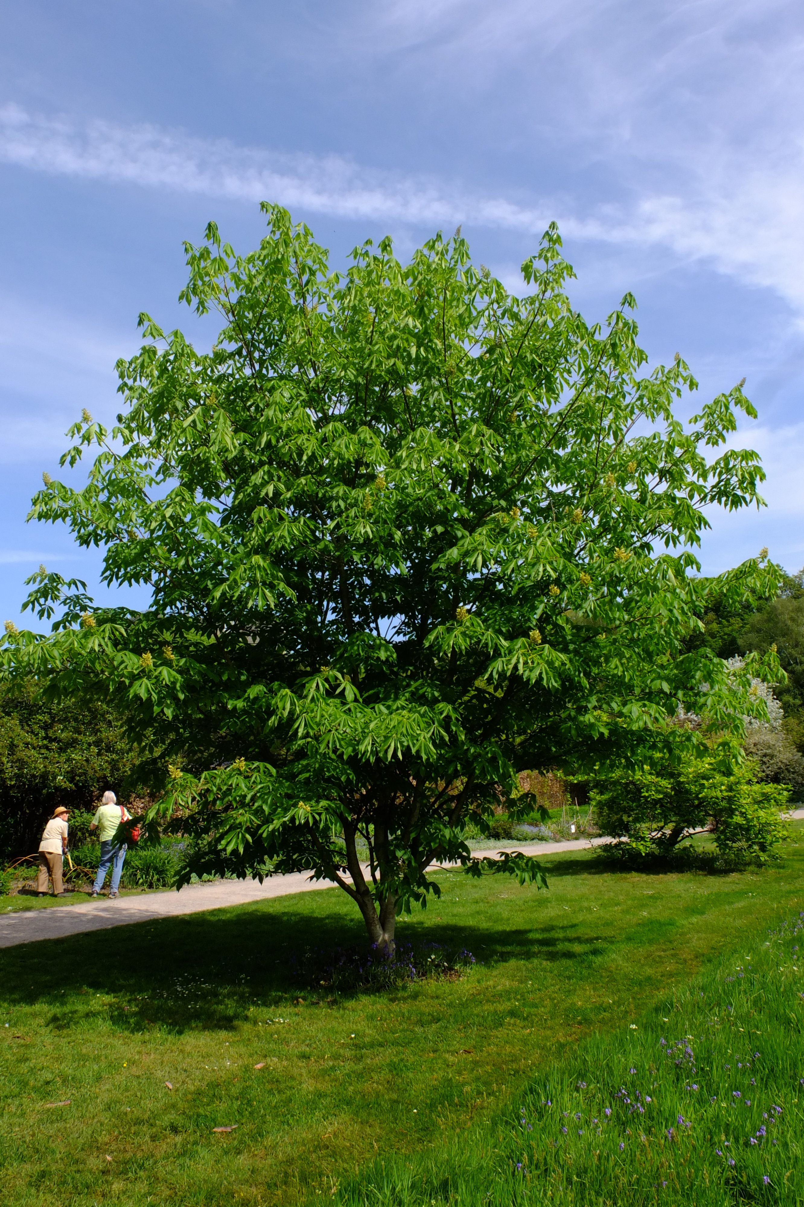 full-size image