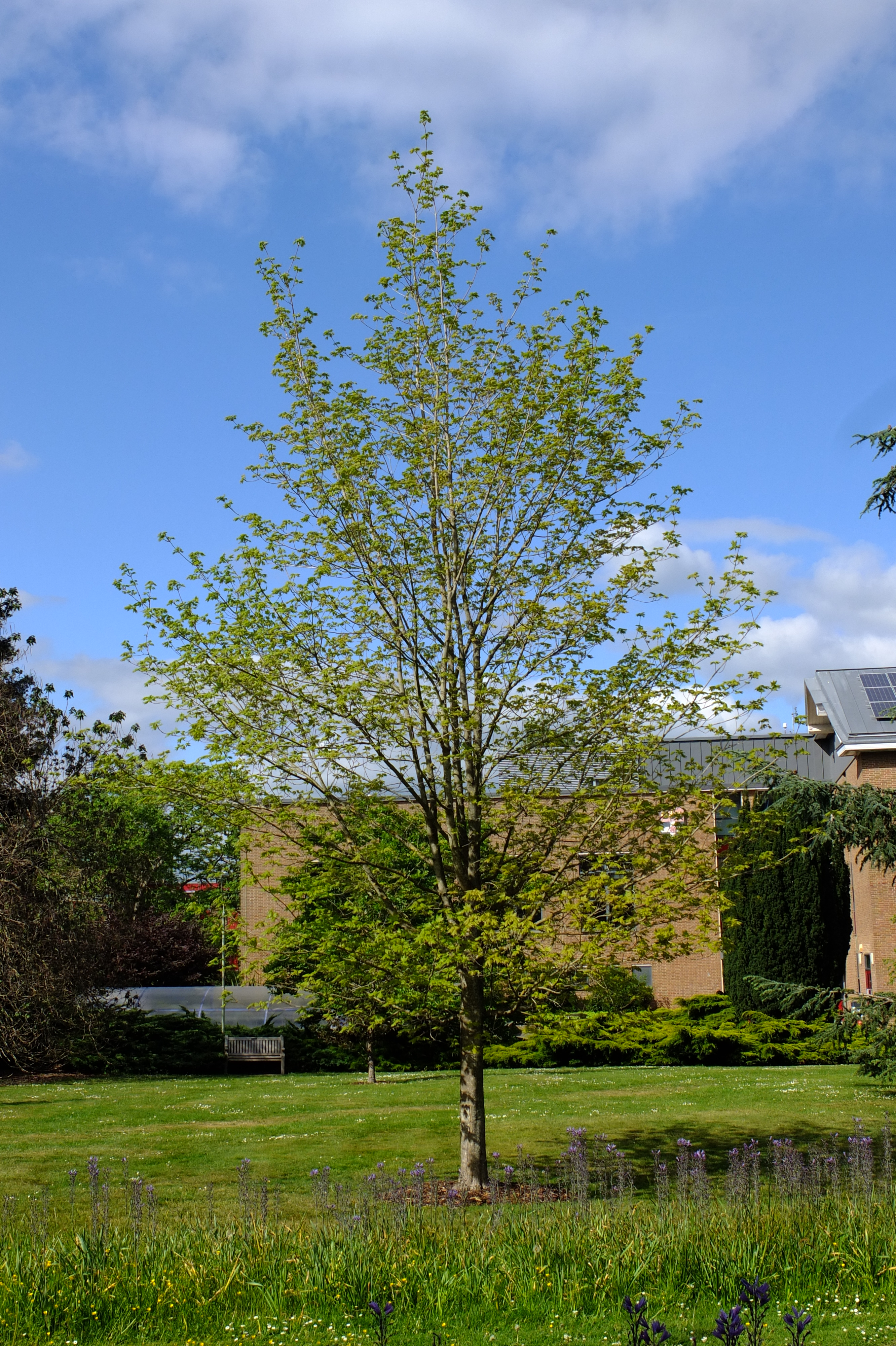 full-size image