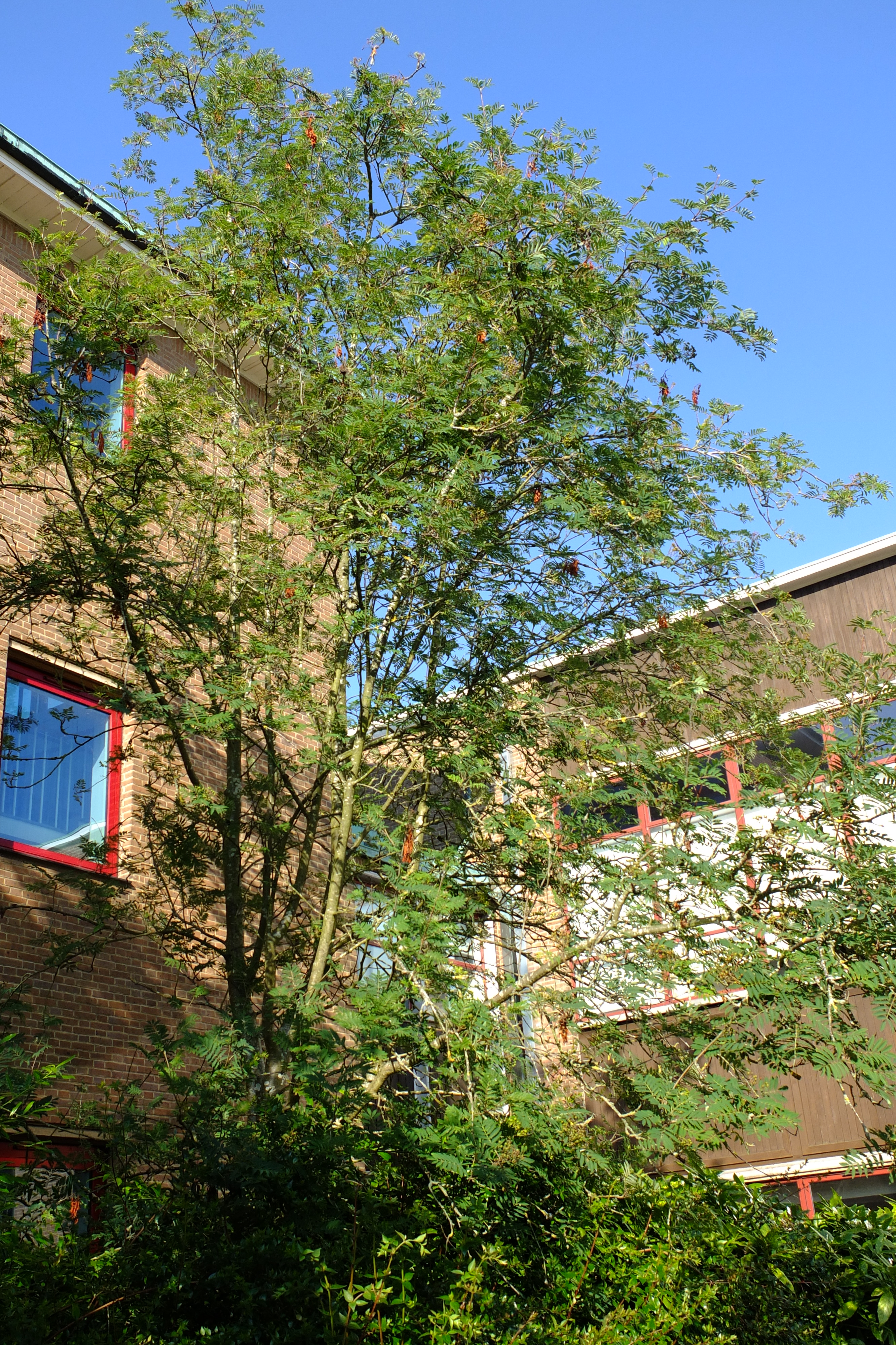 full-size image