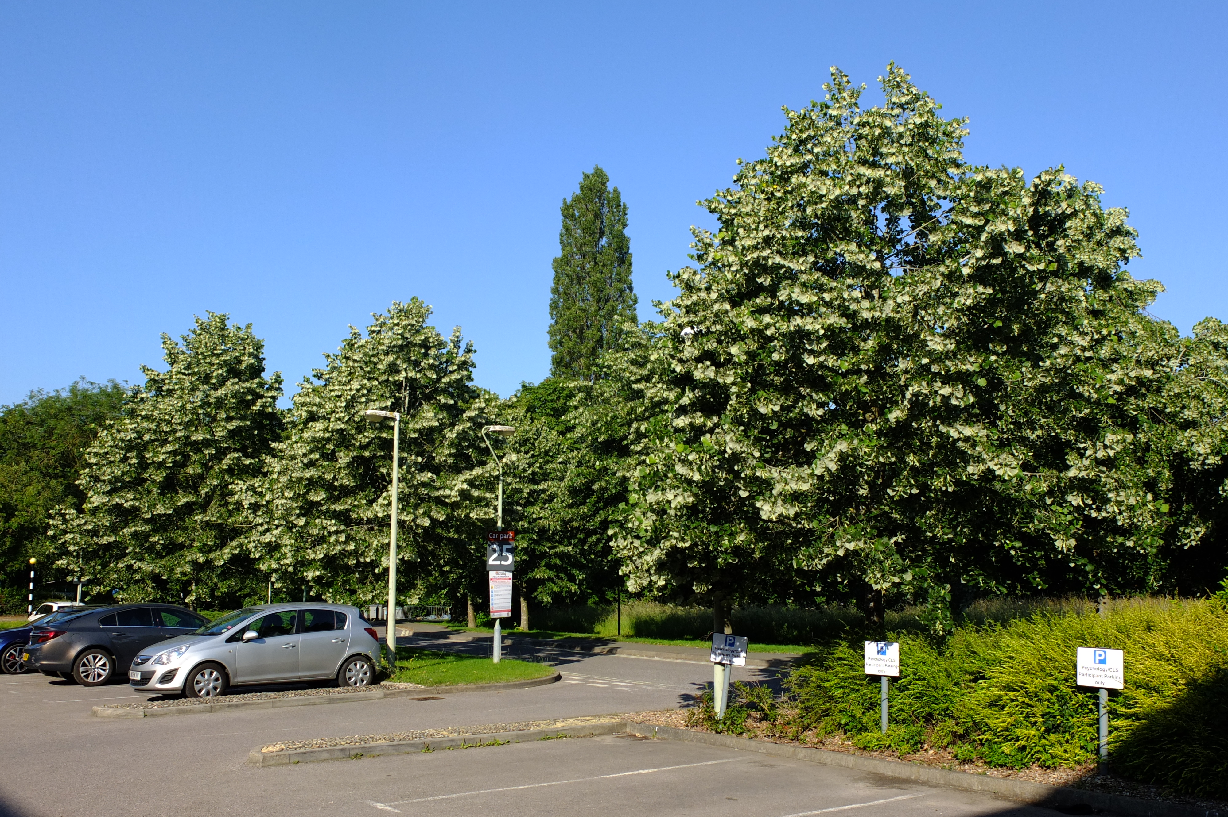 full-size image