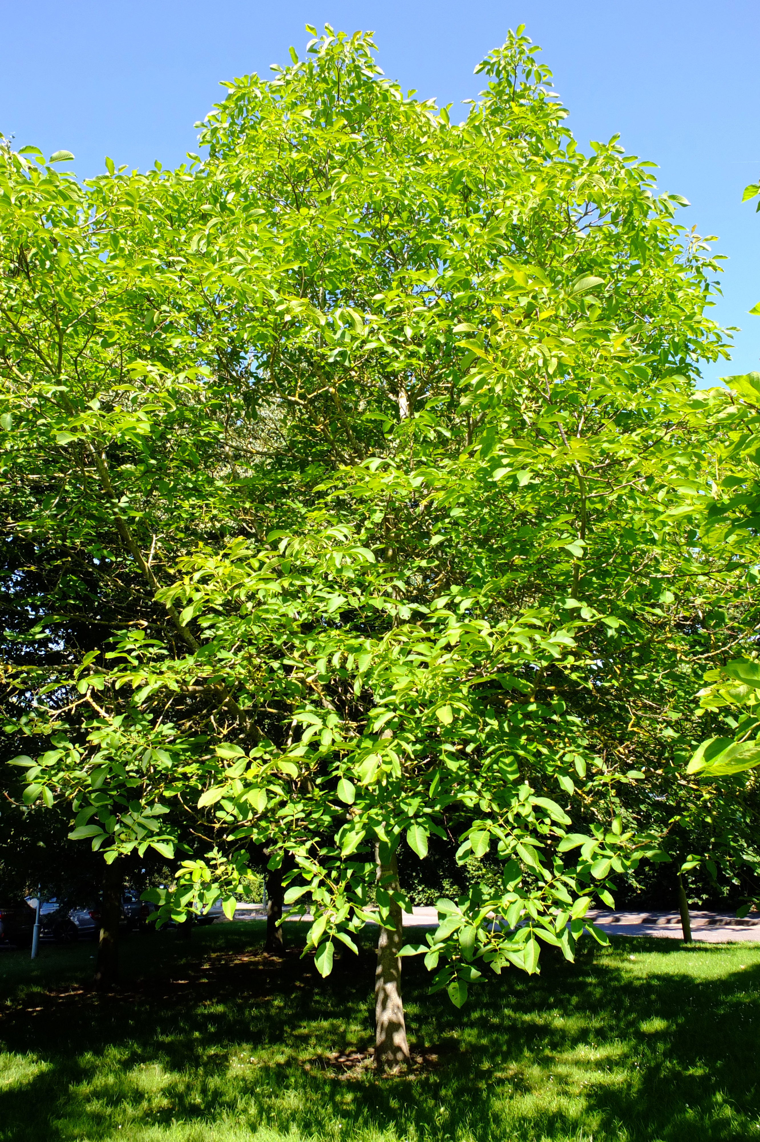 full-size image