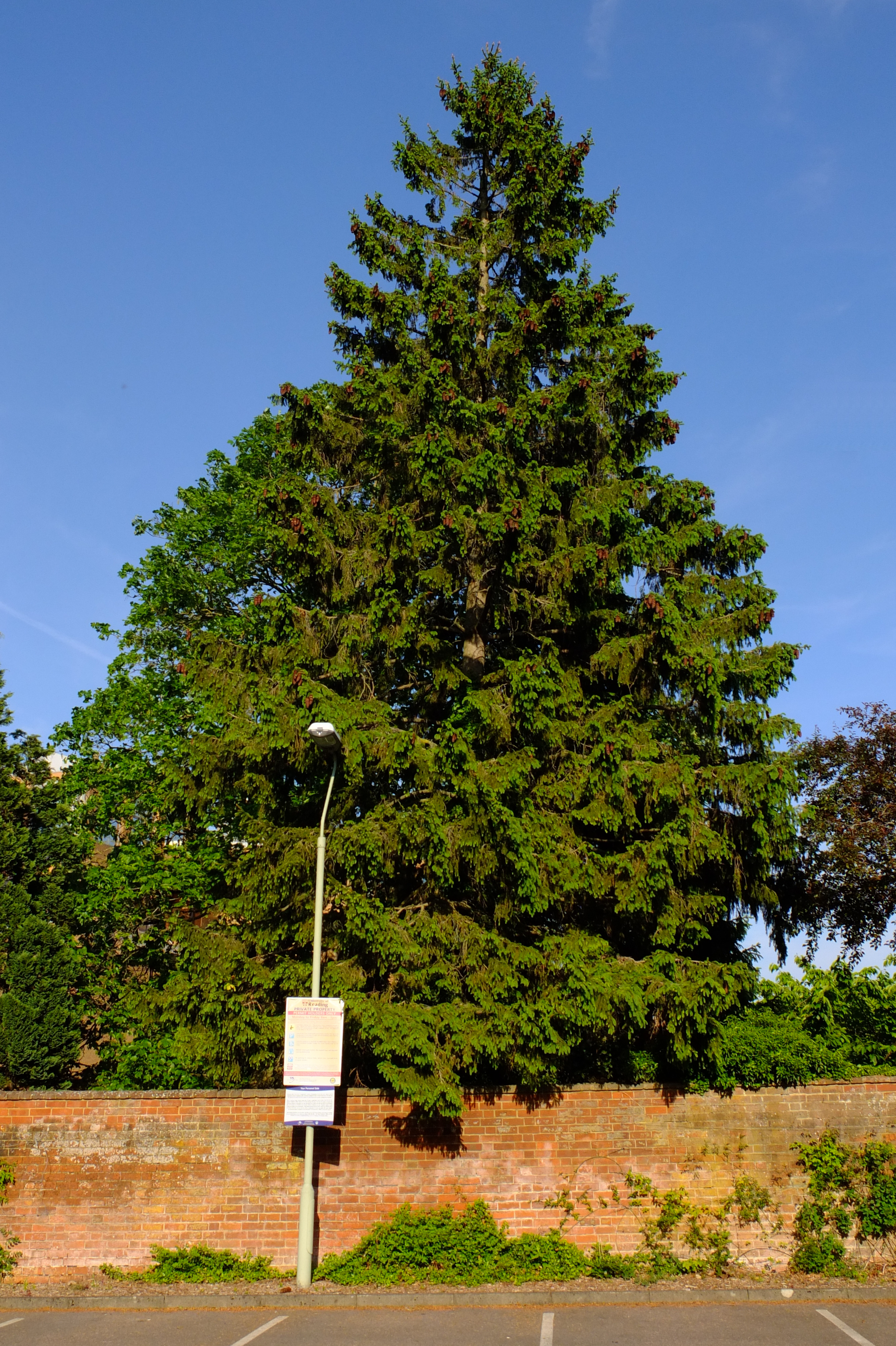 full-size image