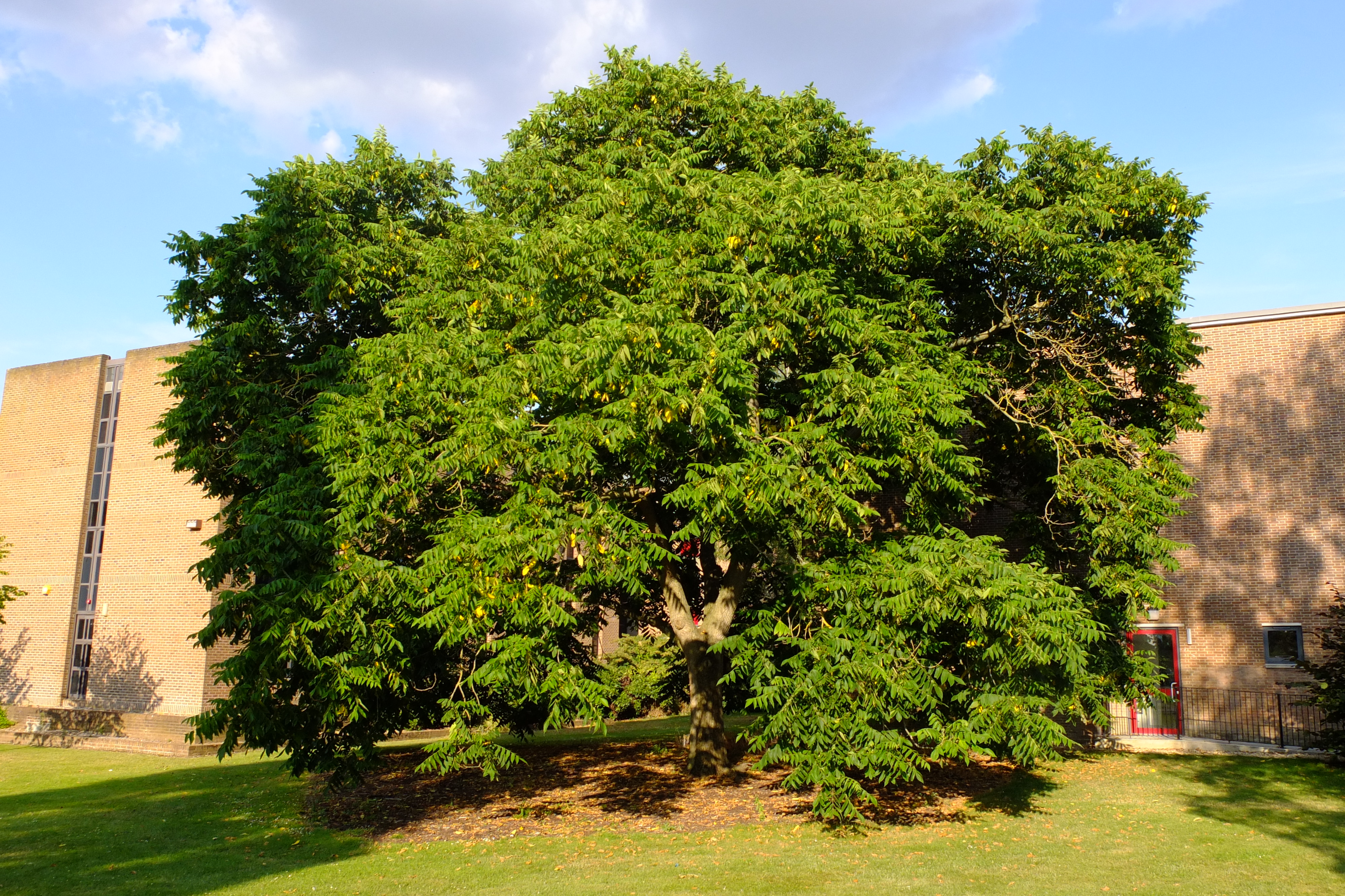 full-size image