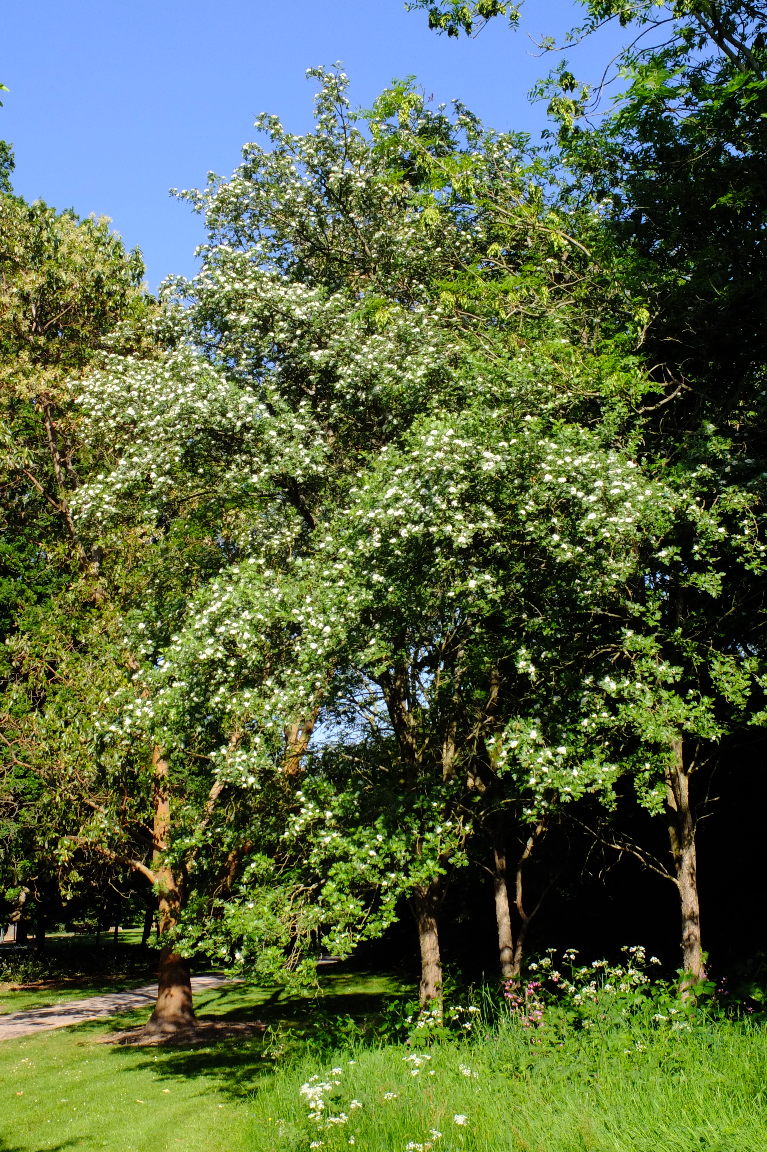 full-size image