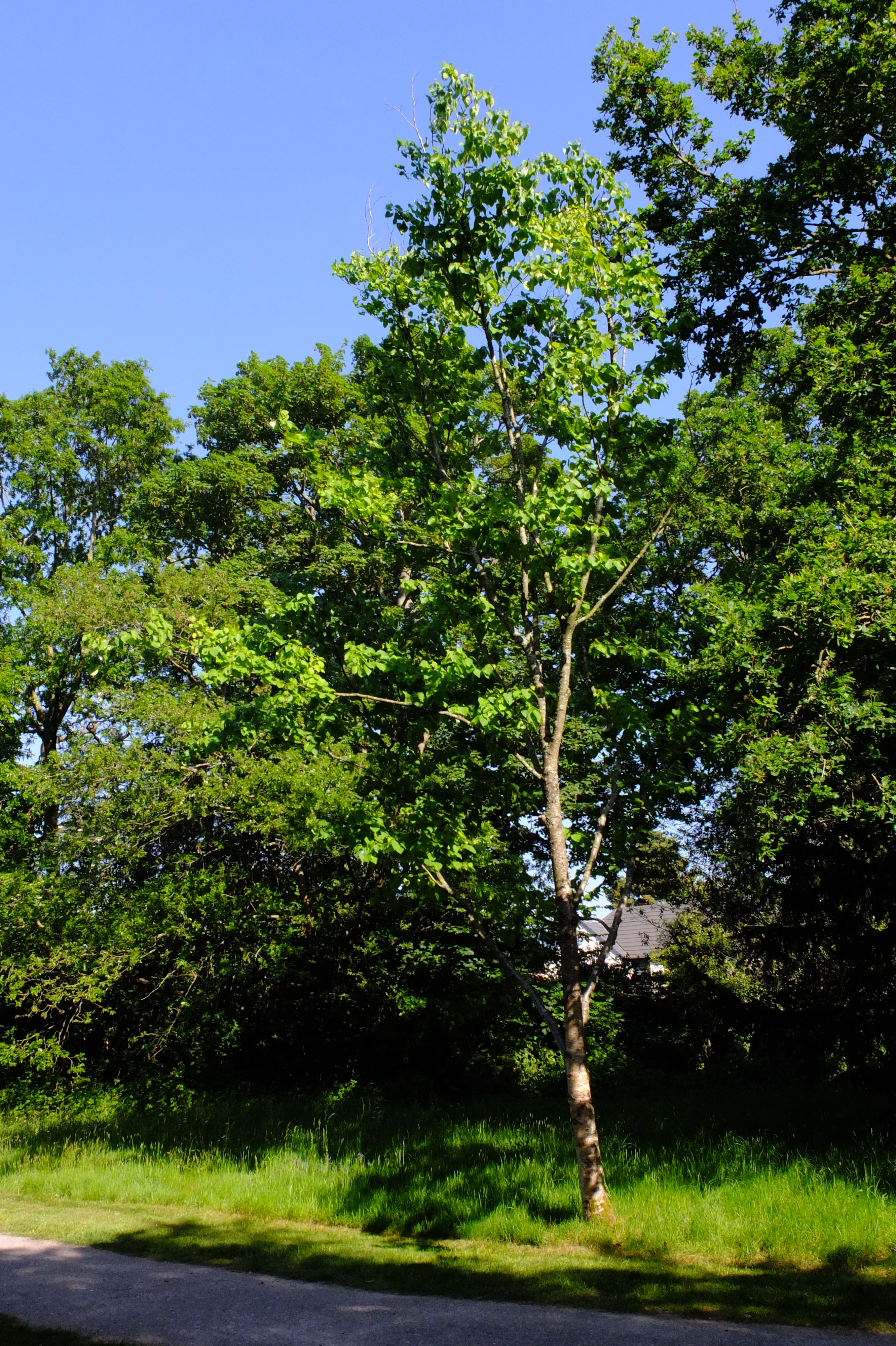full-size image