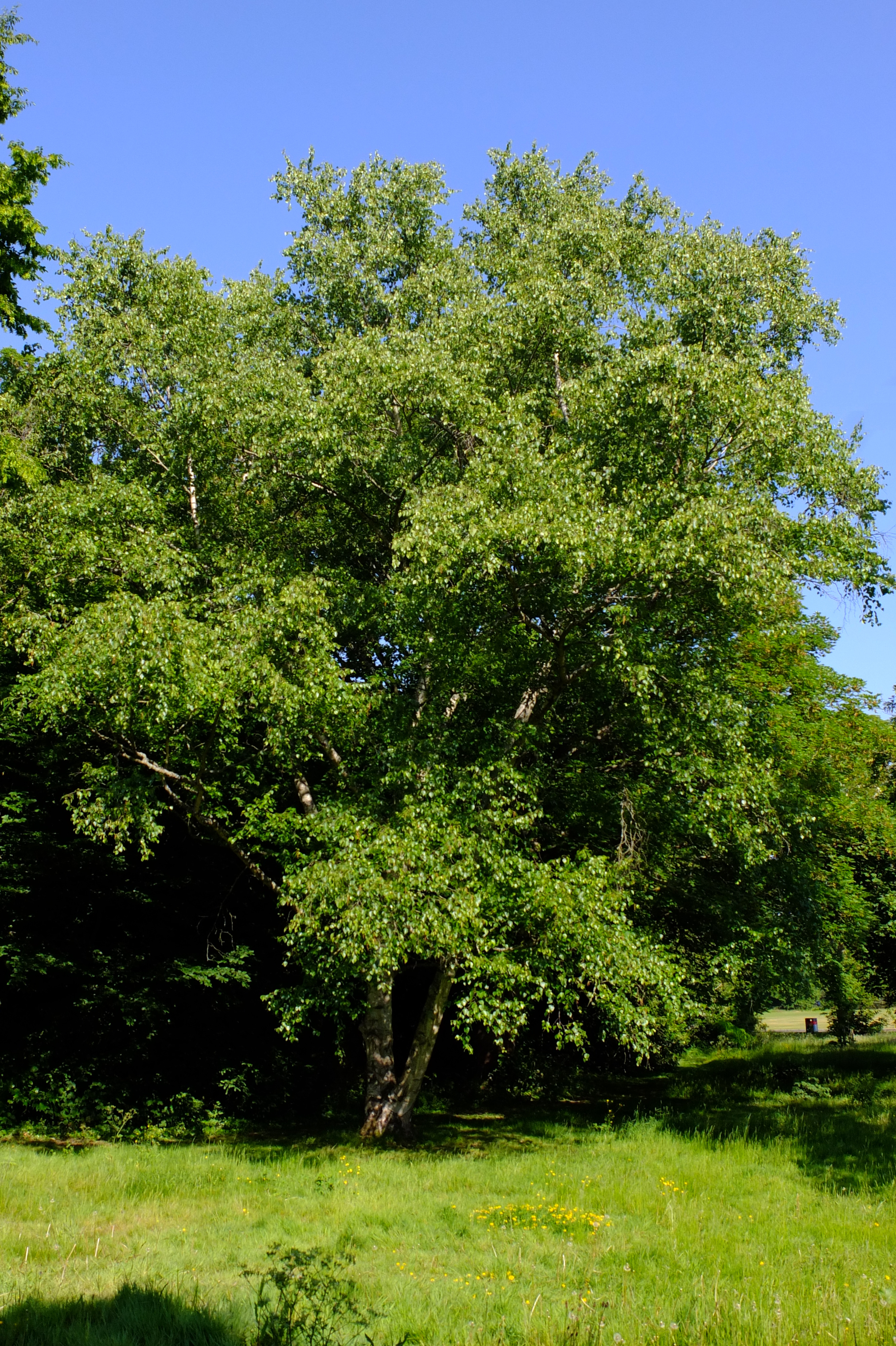 full-size image