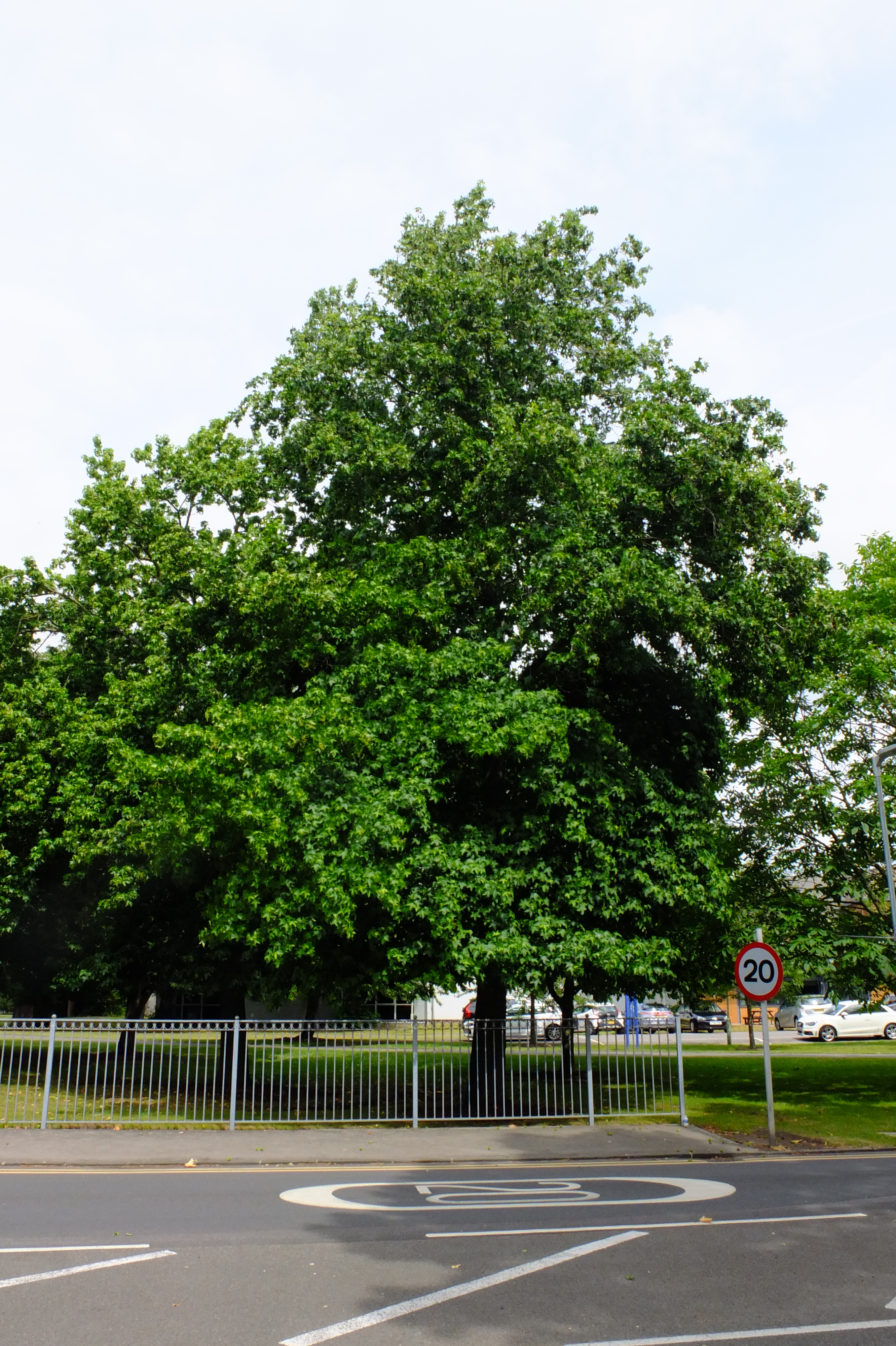 full-size image