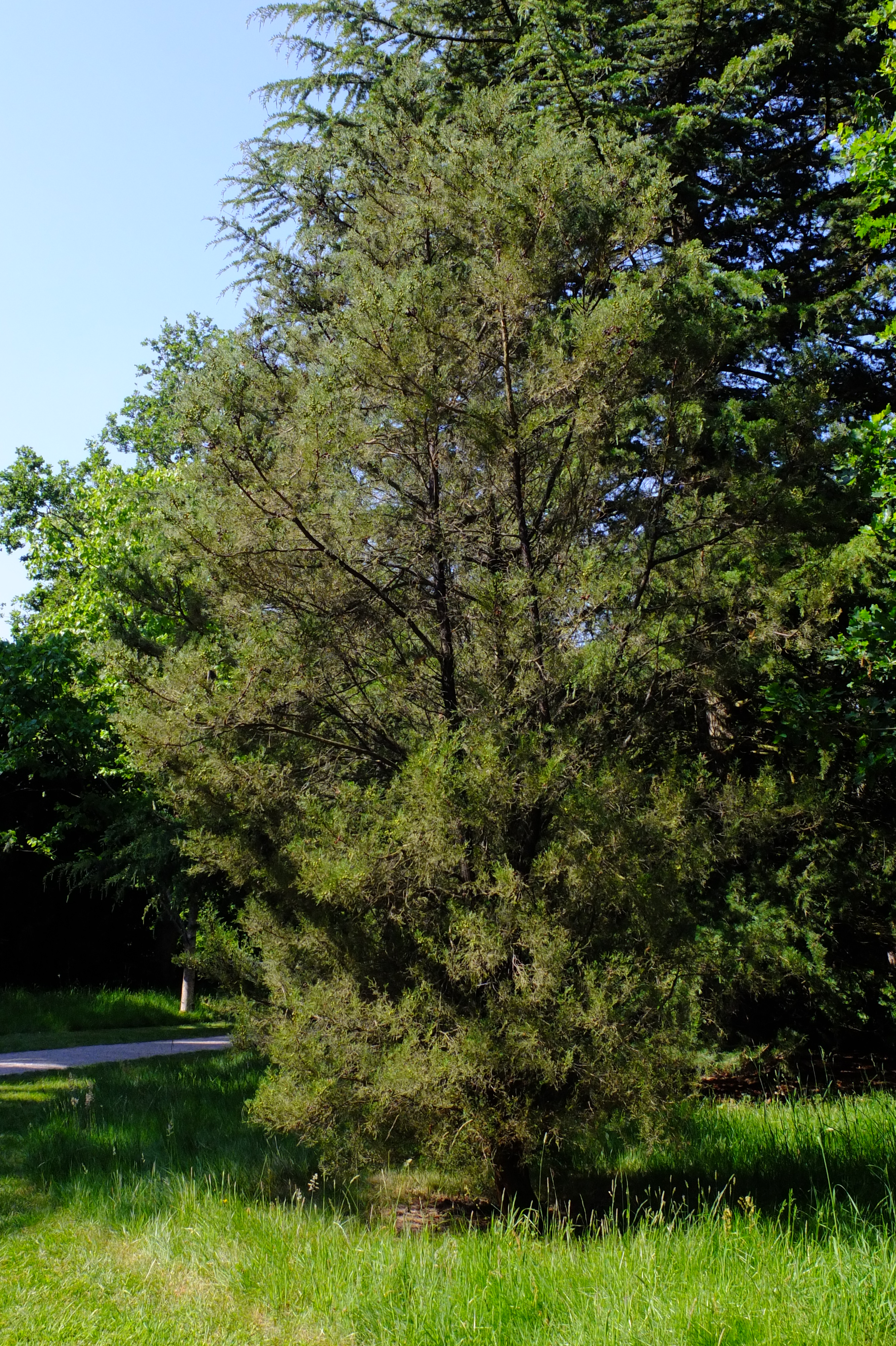 full-size image