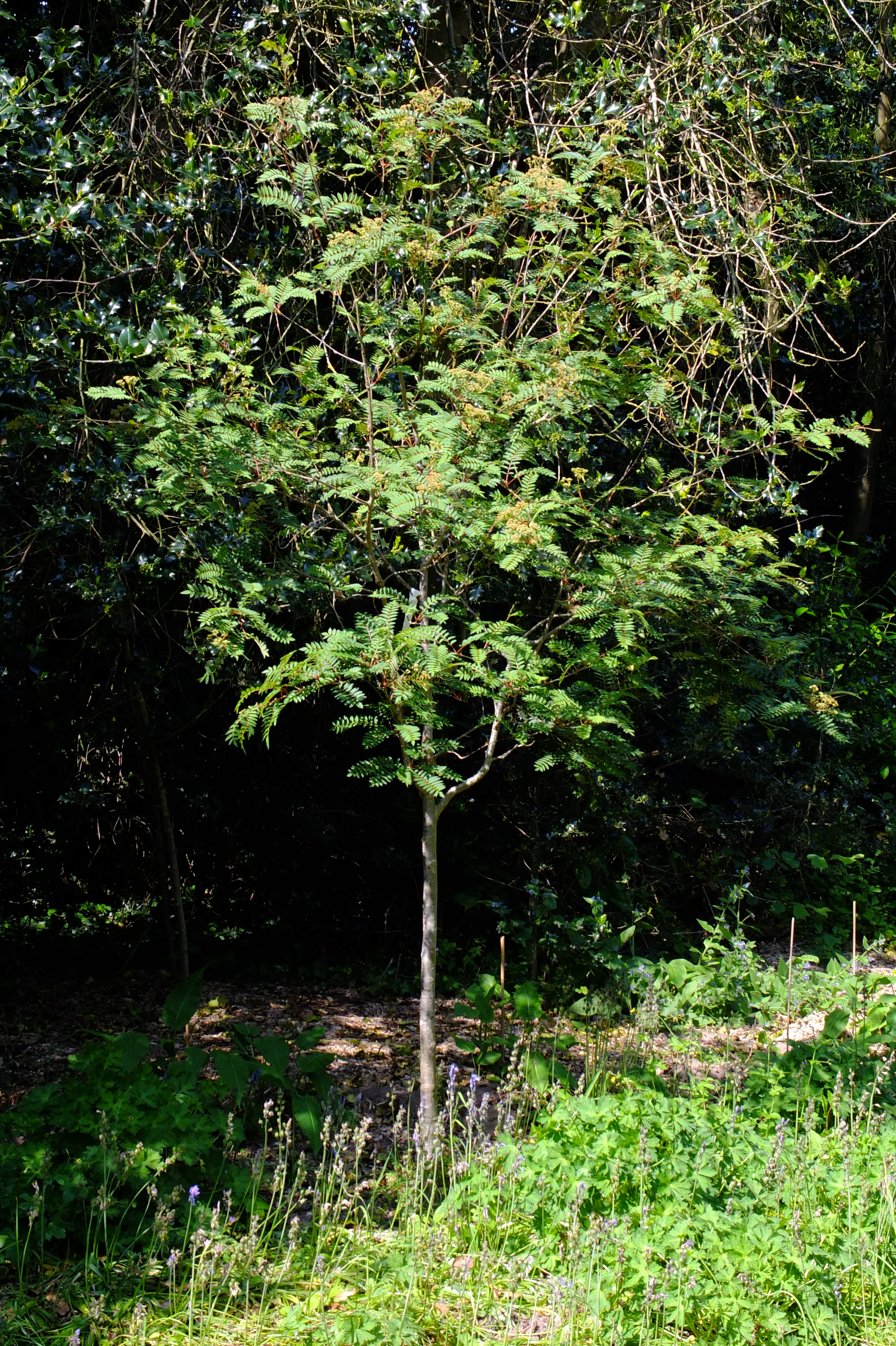 full-size image